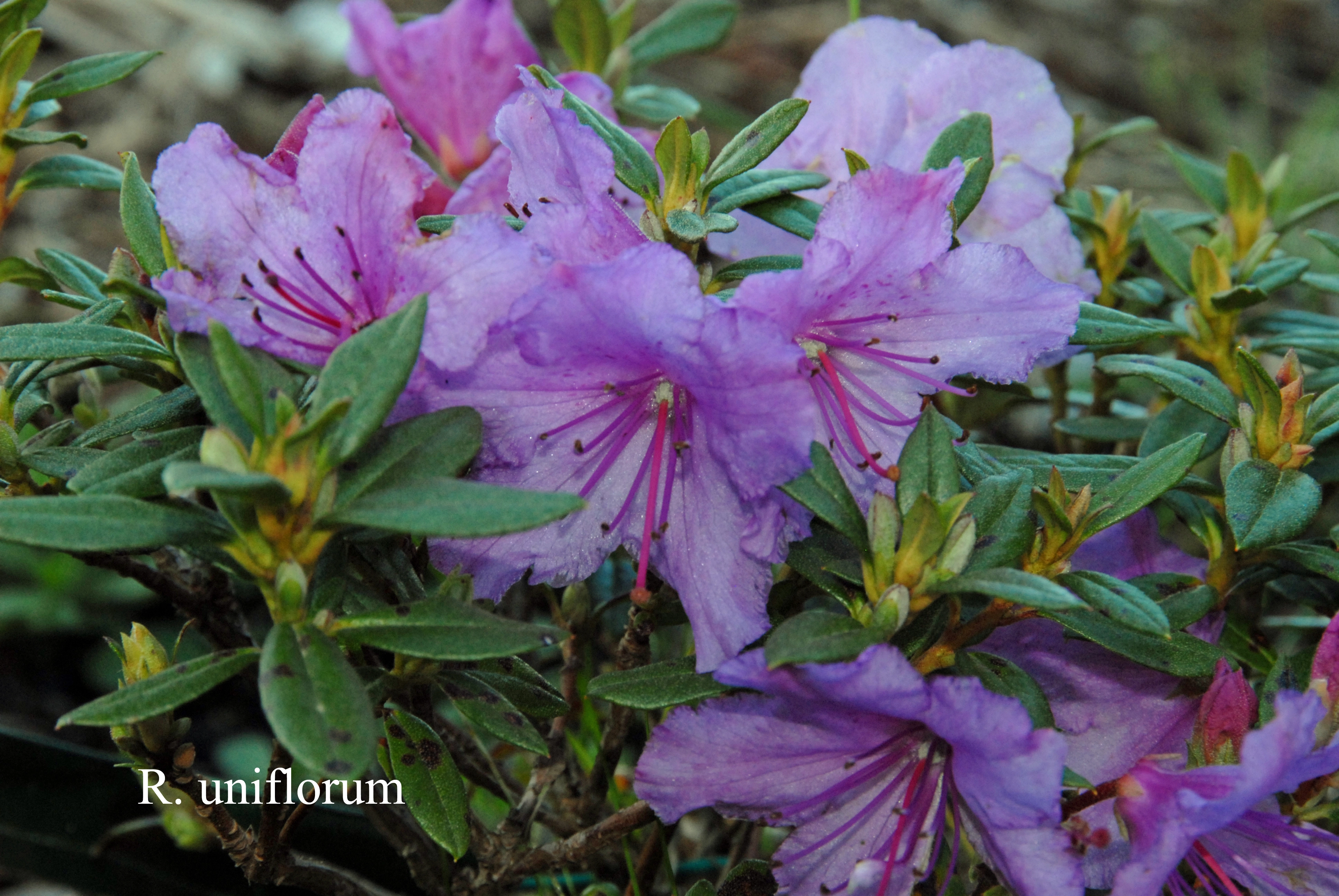 Rhododendron uniflorum photo