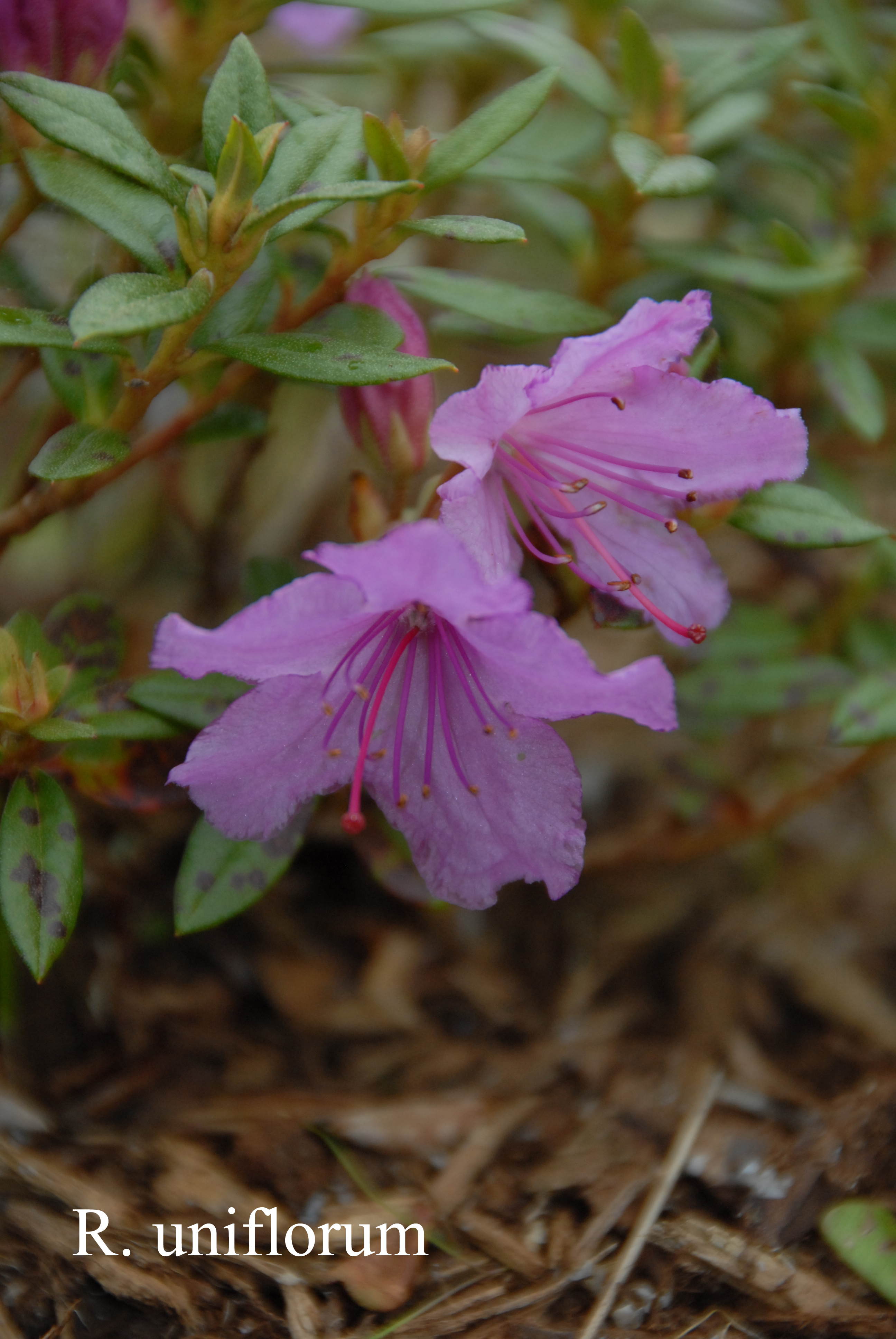 Rhododendron uniflorum photo