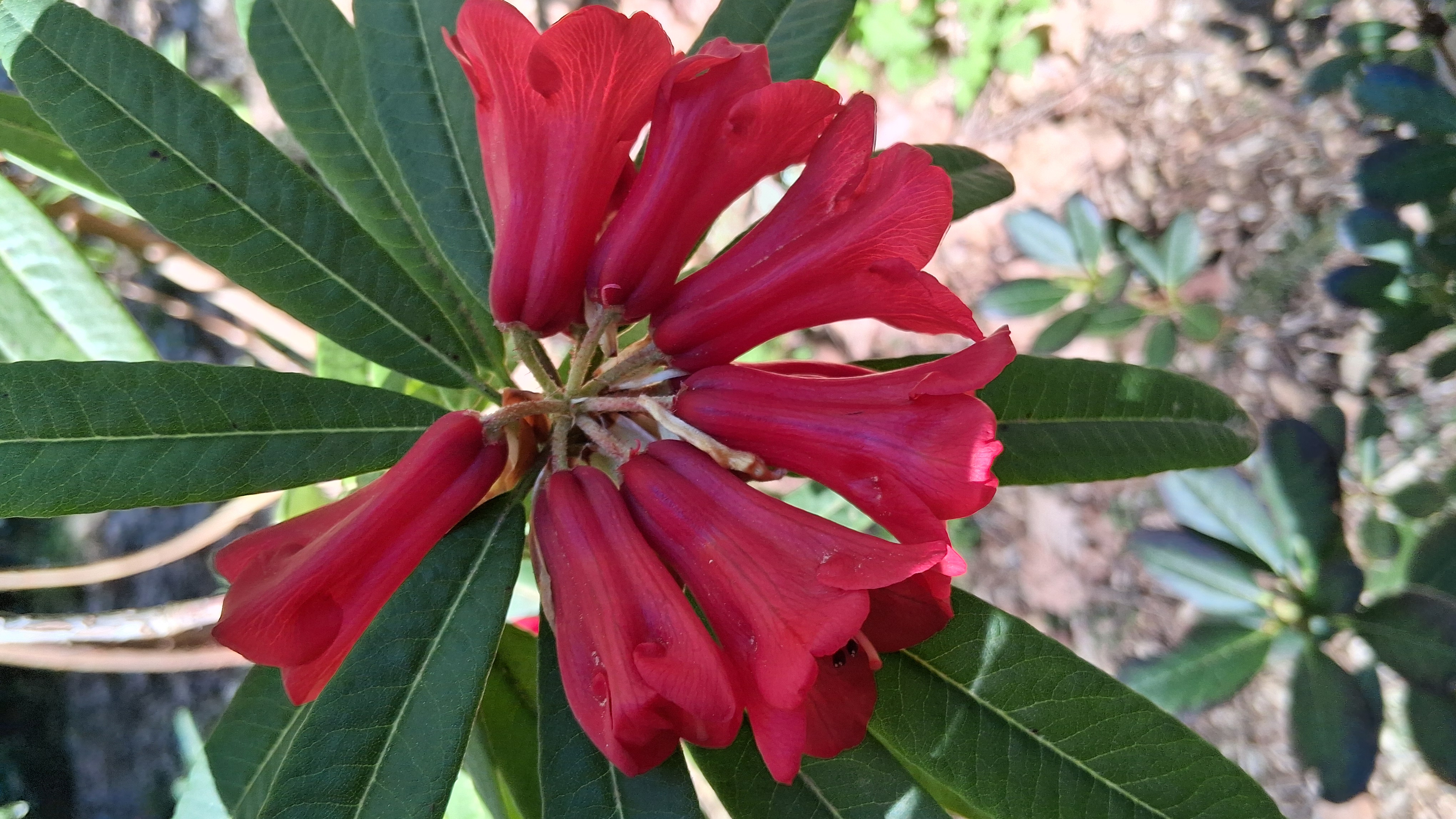 Rhododendron neriiflorum ssp phaedropum photo