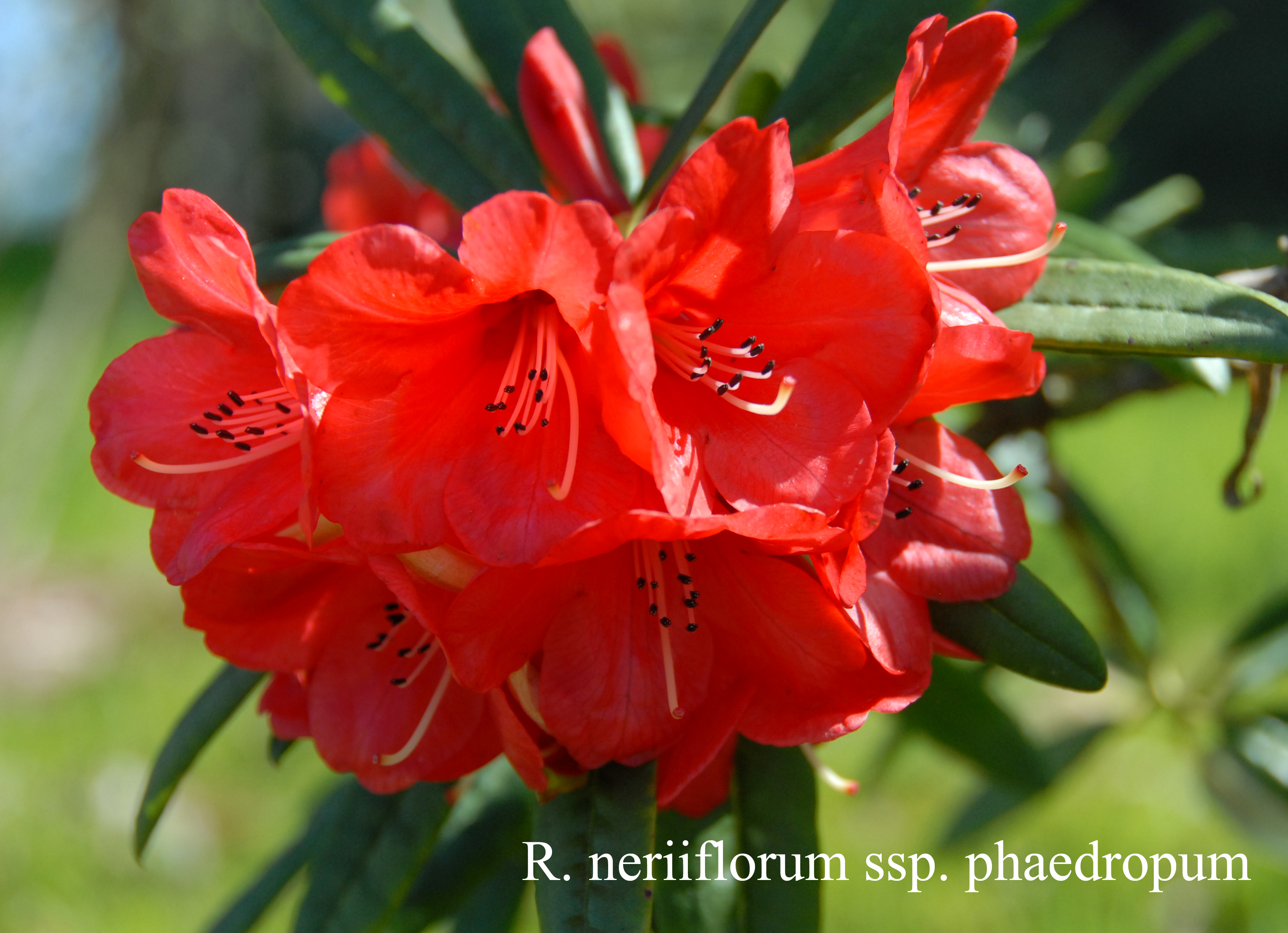 Rhododendron neriiflorum ssp phaedropum photo