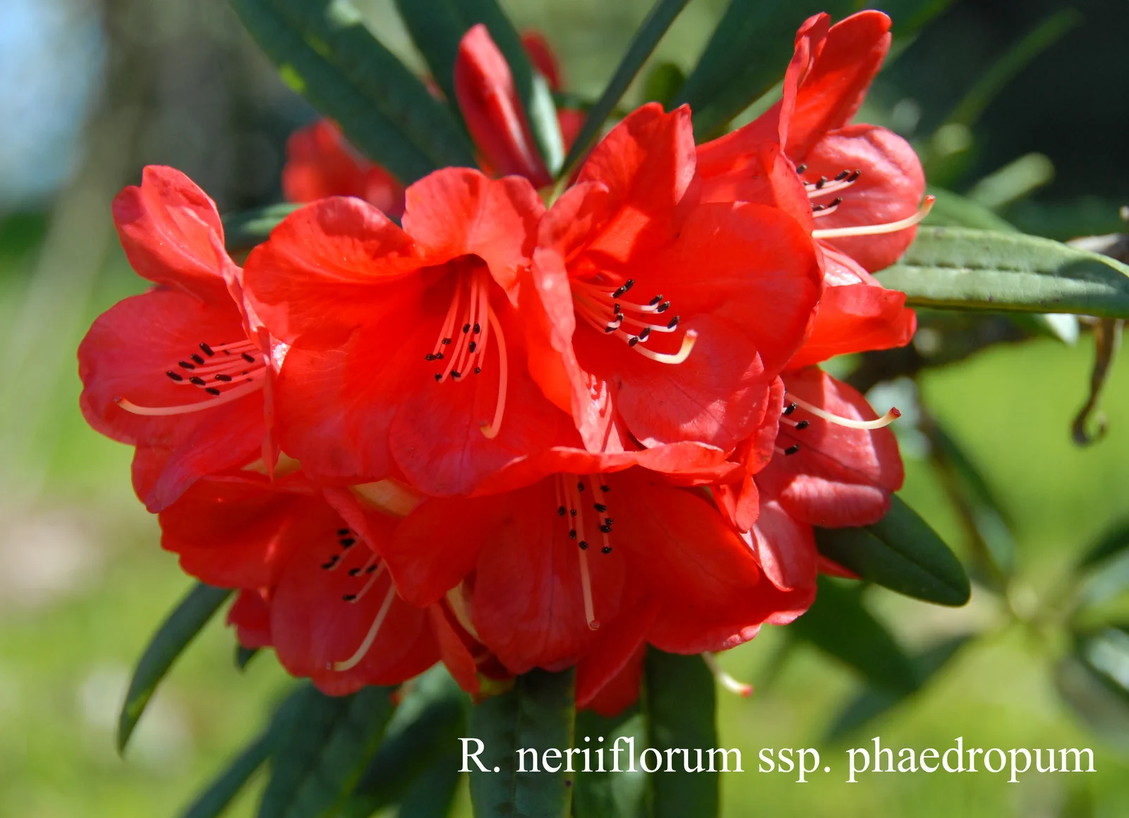 R. neriiflorum ssp phaedropum photo of R. neriiflorum ssp phaedropum. Clark. Location: Fearing's Farm Nursery, Abbotsford, BC, Canada. Photo by: Harold Fearing