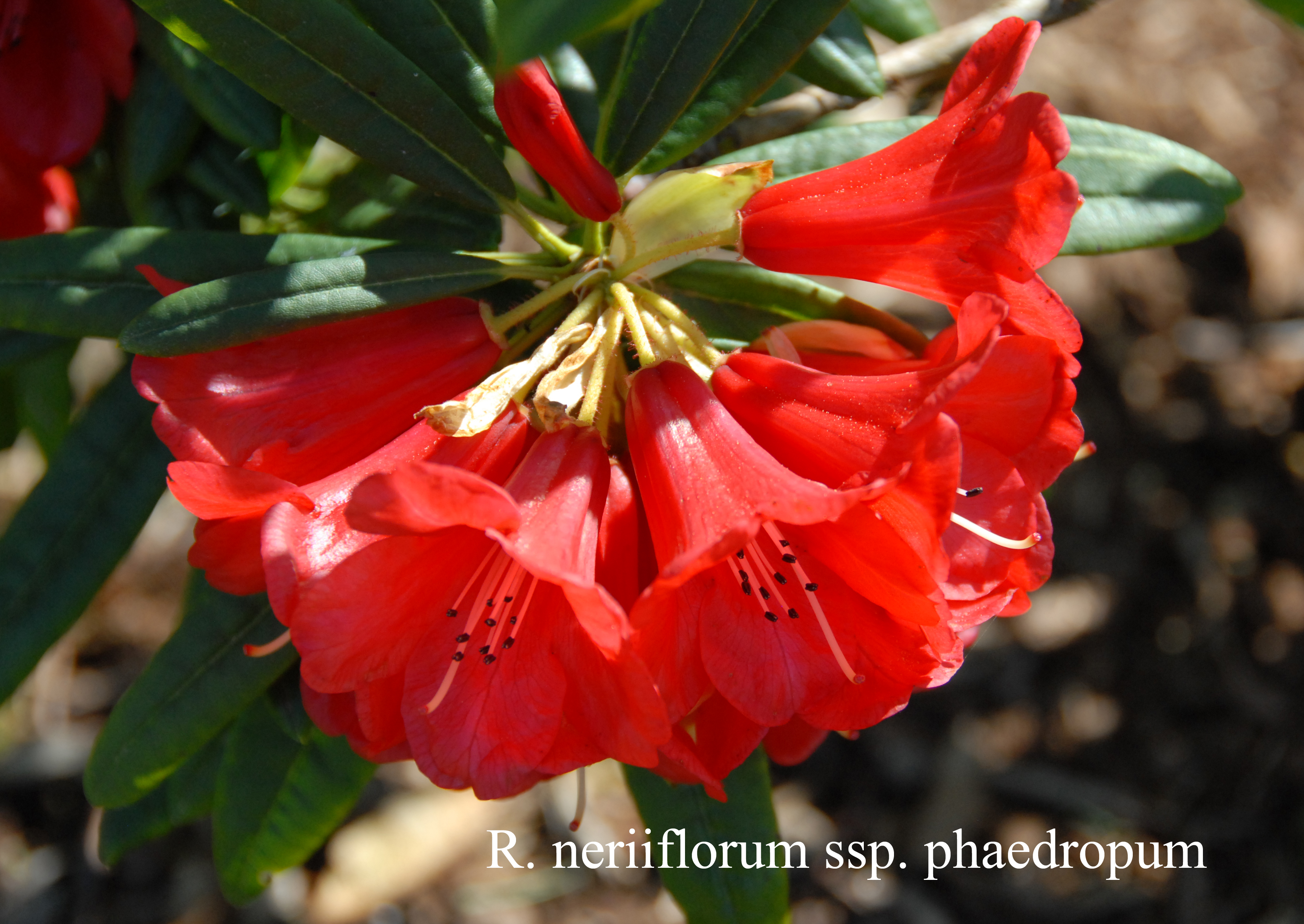 Rhododendron neriiflorum ssp phaedropum photo