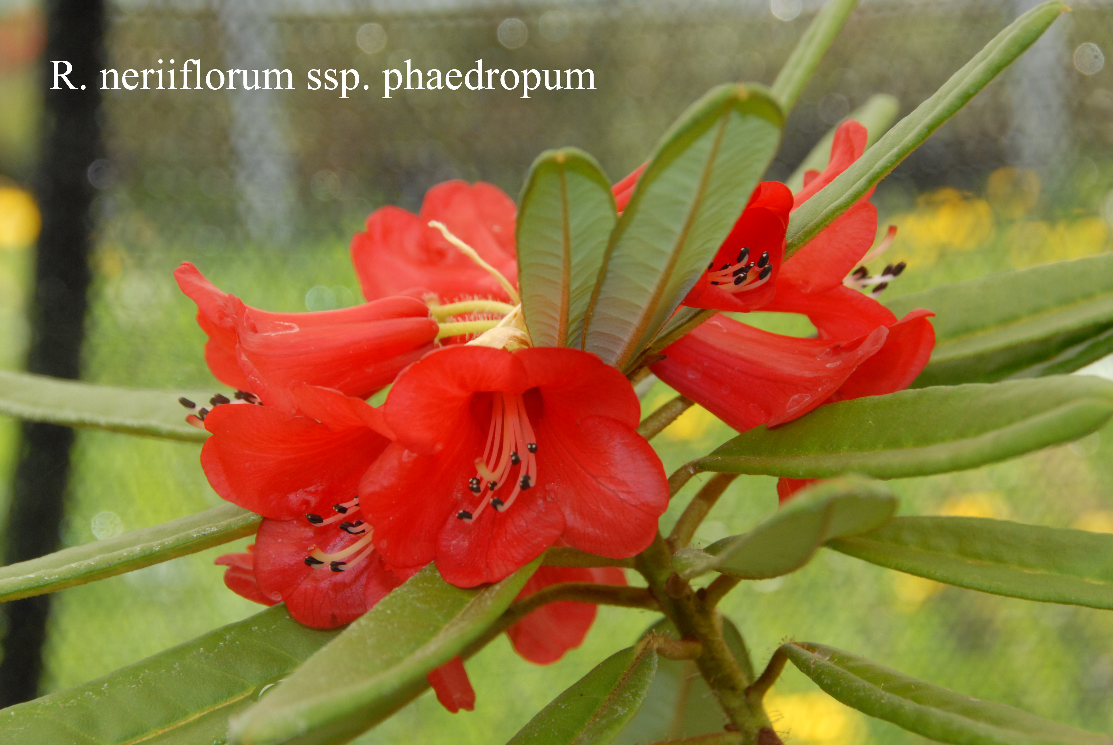 Rhododendron neriiflorum ssp phaedropum photo