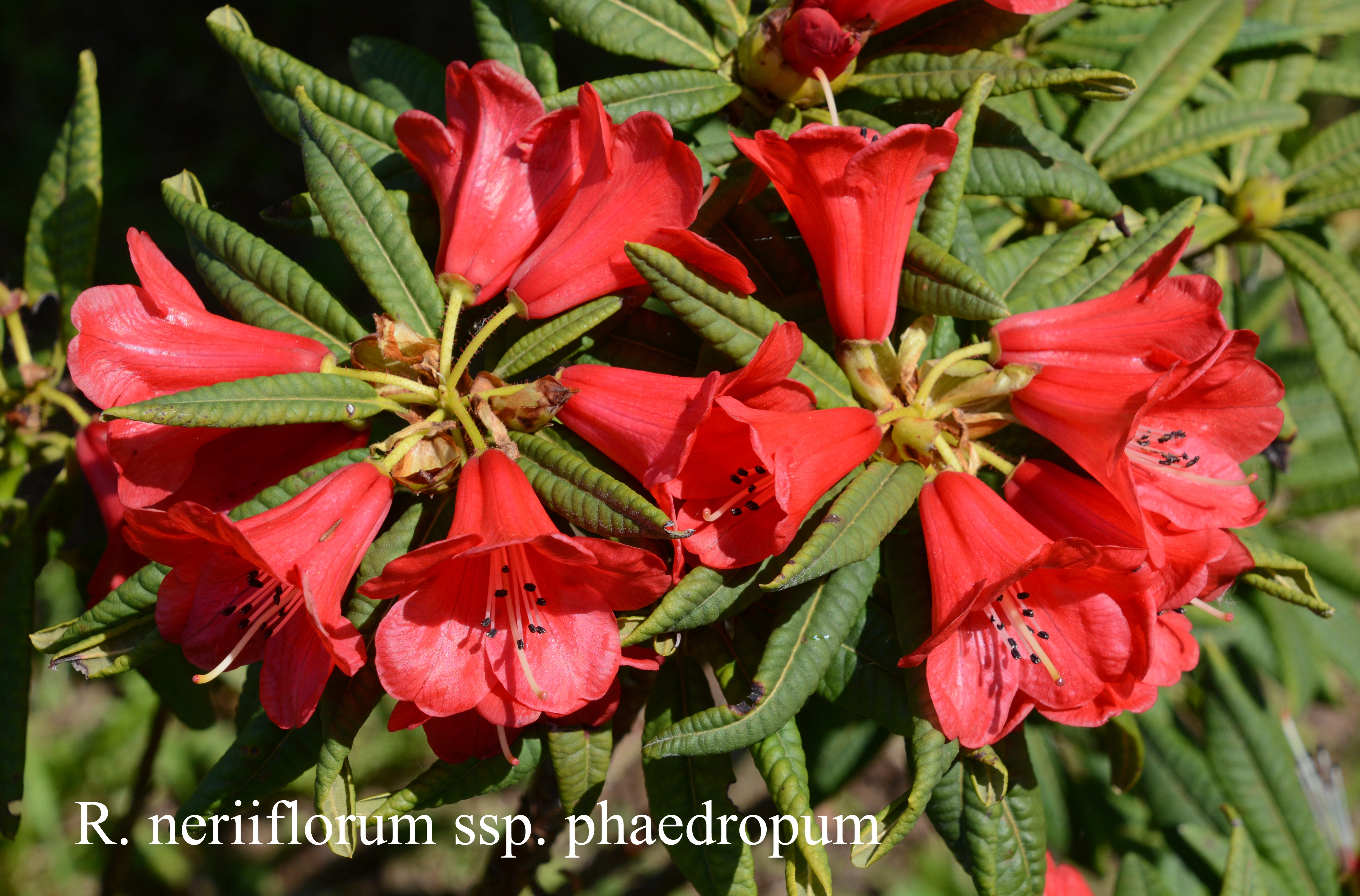 Rhododendron neriiflorum ssp phaedropum photo