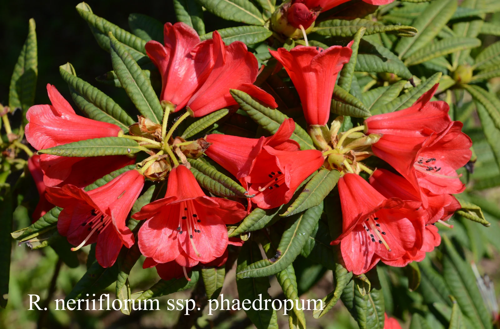 R. neriiflorum ssp phaedropum photo of R. neriiflorum ssp phaedropum. Location: Fearing's Farm Nursery, Abbotsford, BC, Canada. Photo by: Harold Fearing
