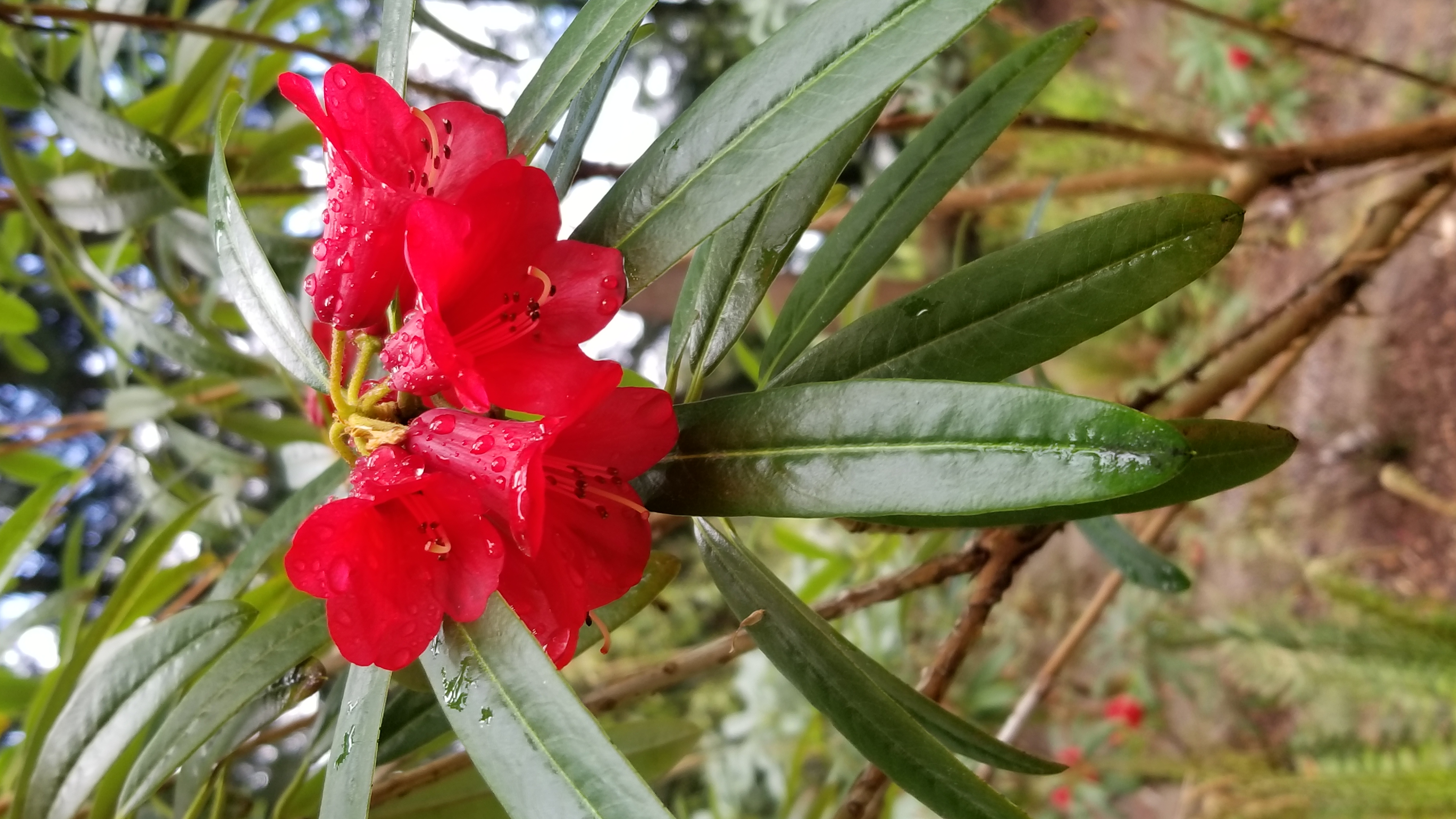 Rhododendron neriiflorum ssp phaedropum photo