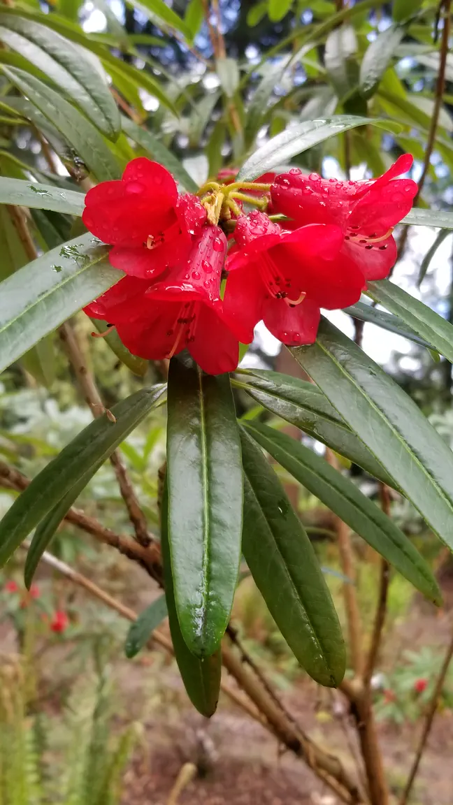 Photo of R. neriiflorum ssp phaedropum, Species