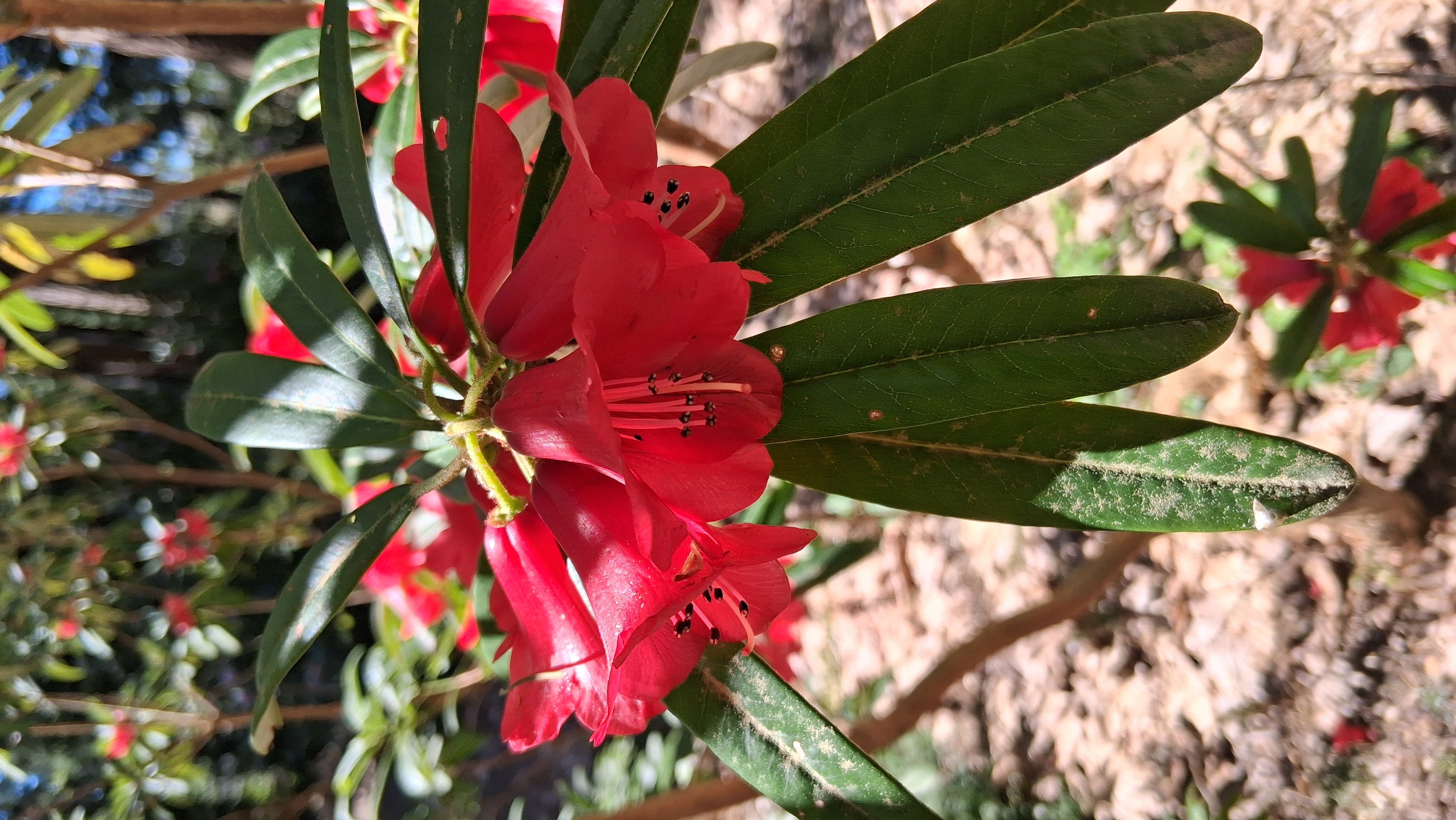 Rhododendron neriiflorum ssp phaedropum photo