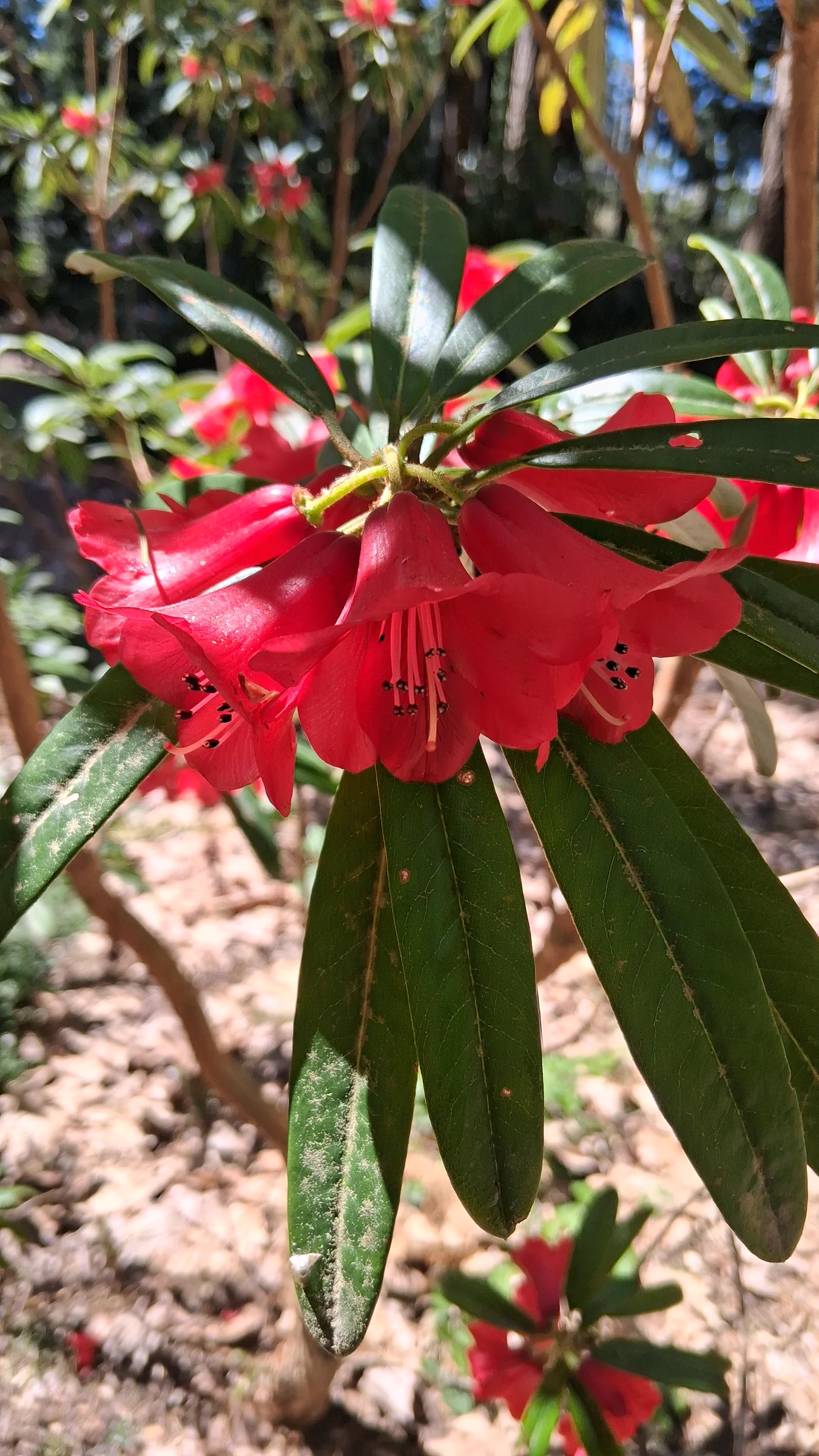 R. neriiflorum ssp phaedropum photo of R. neriiflorum ssp phaedropum. R. neriiflorum ssp phaedropum 2013/050 GR#0814 RSBG flowers.. Location: Rhododendron Species Botanical Garden. Photo by: Thatrhodylady