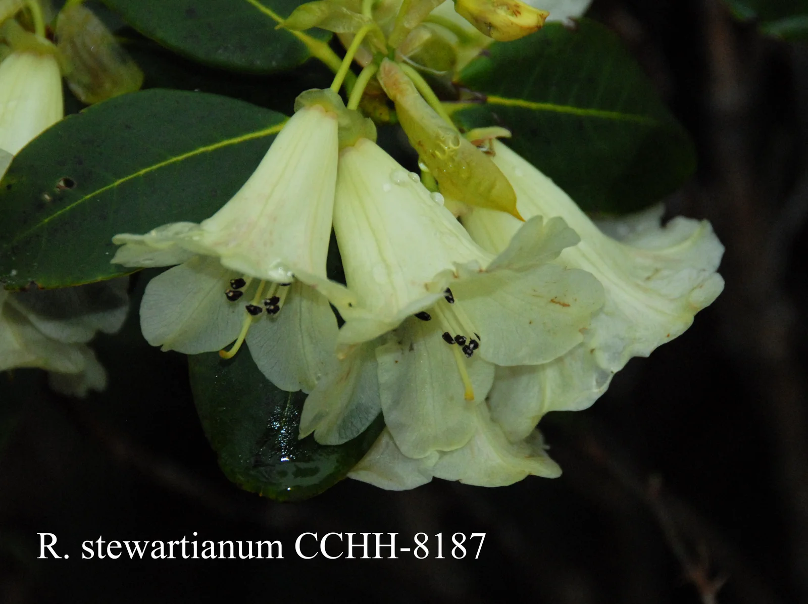 R. stewartianum photo of R. stewartianum. Collection Number: CCHH8187. Location: Fearing's Farm Nursery, Abbotsford, BC, Canada. Photo by: Harold Fearing