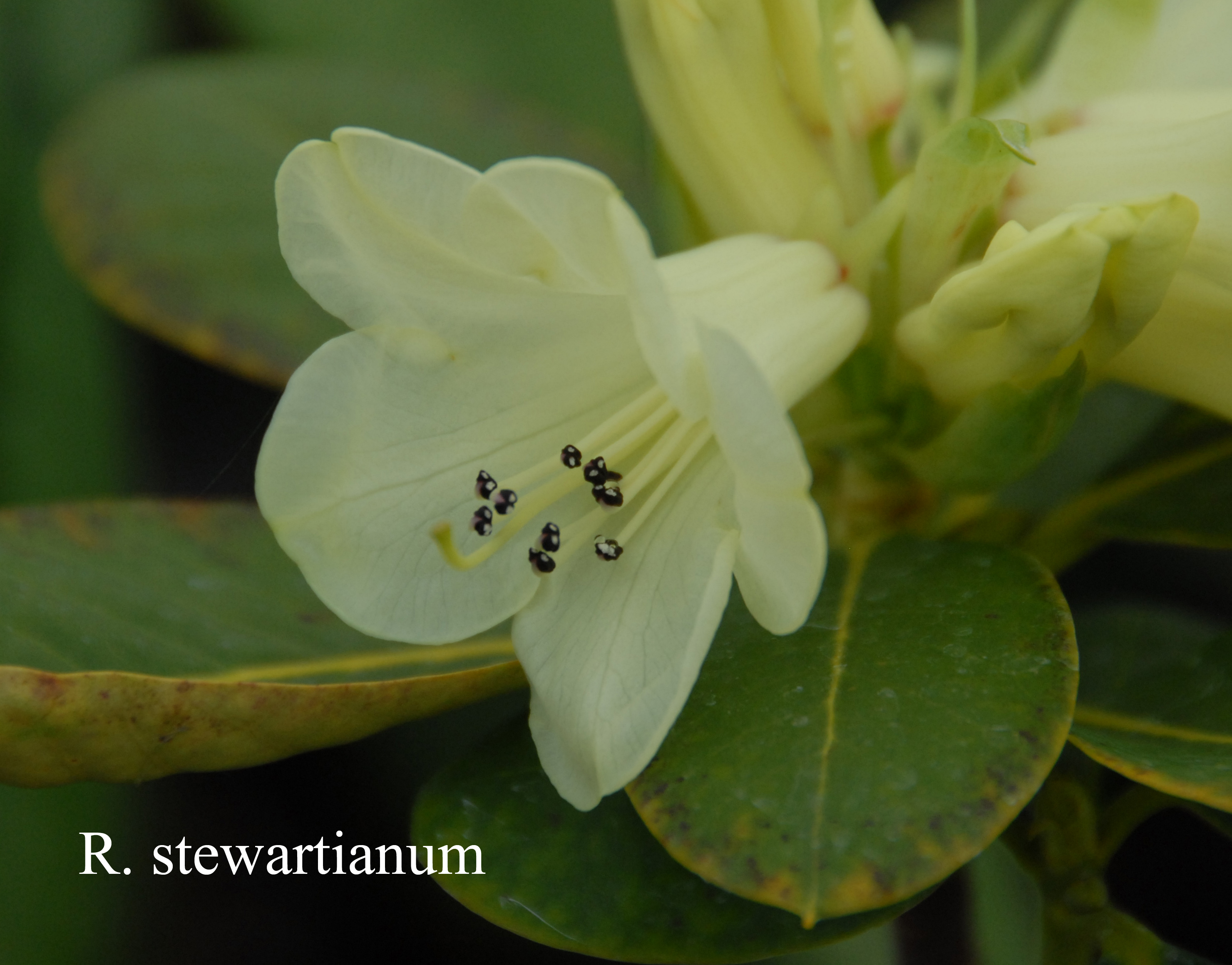 Rhododendron stewartianum photo