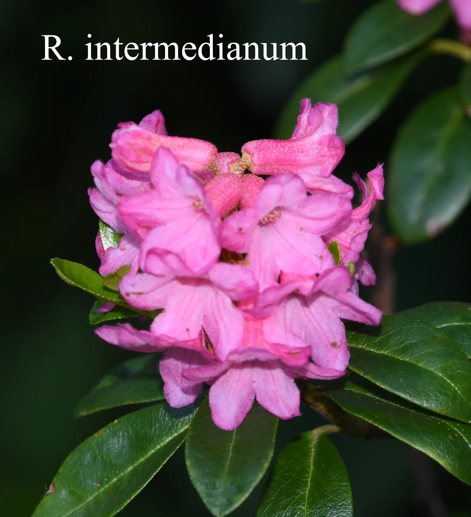 R. intermedium photo of R. intermedium. Location: Fearing's Farm Nursery, Abbotsford, BC, Canada. Photo by: Harold Fearing