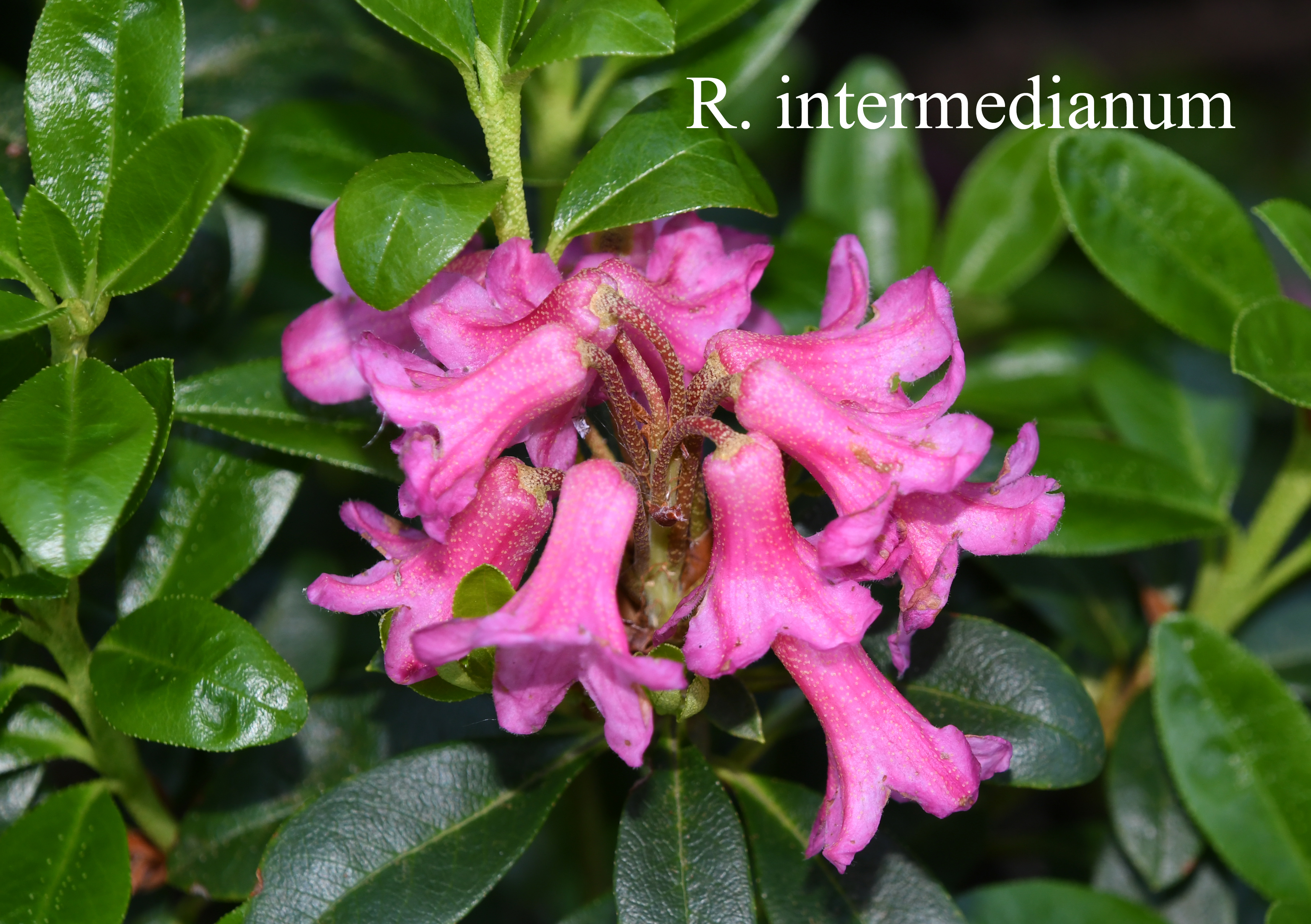 Rhododendron intermedium photo