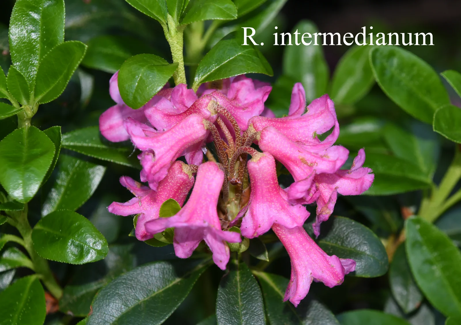 R. intermedium photo of R. intermedium. Location: Fearing's Farm Nursery, Abbotsford, BC, Canada. Photo by: Harold Fearing
