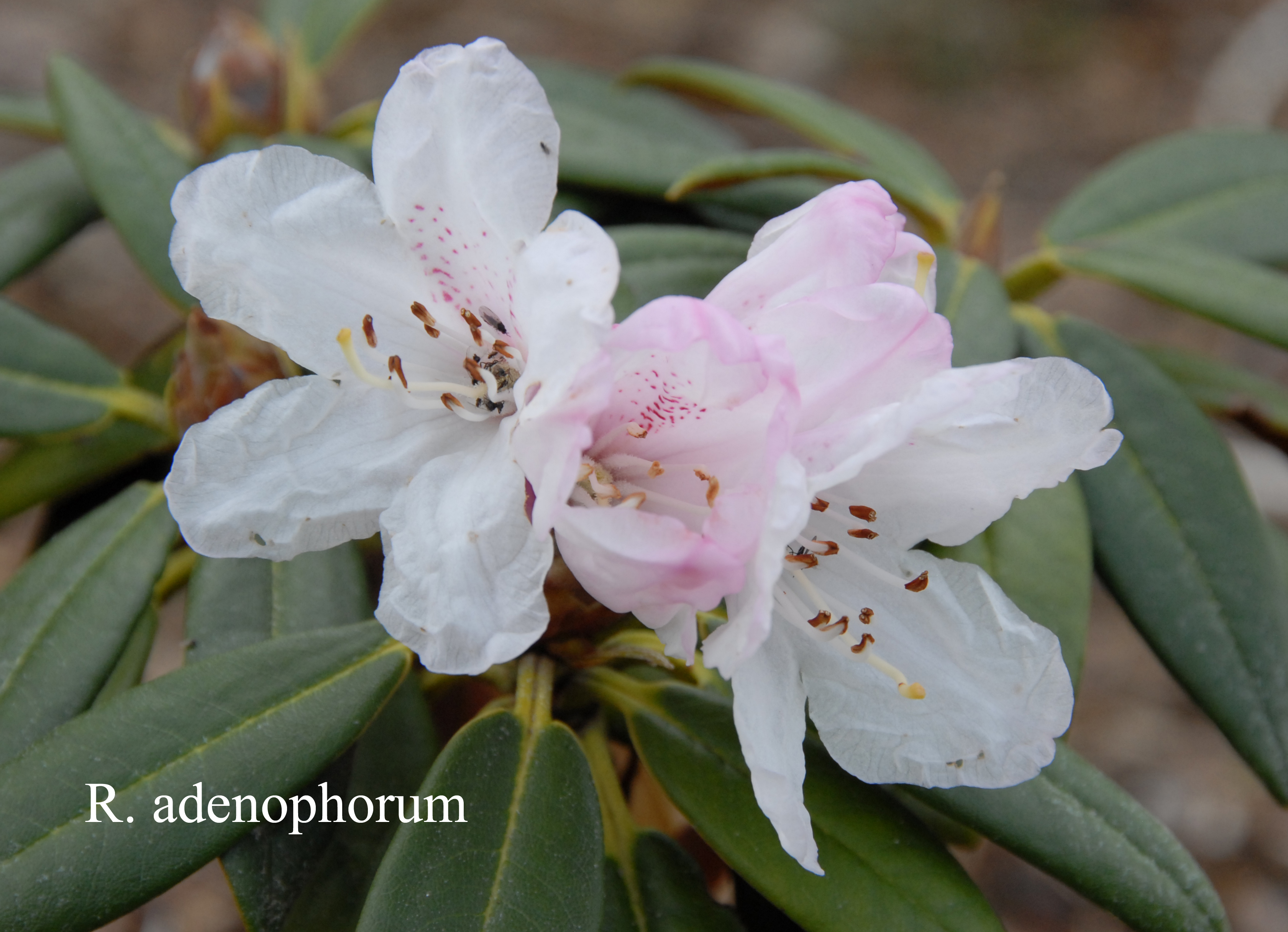 Rhododendron adenopodum photo
