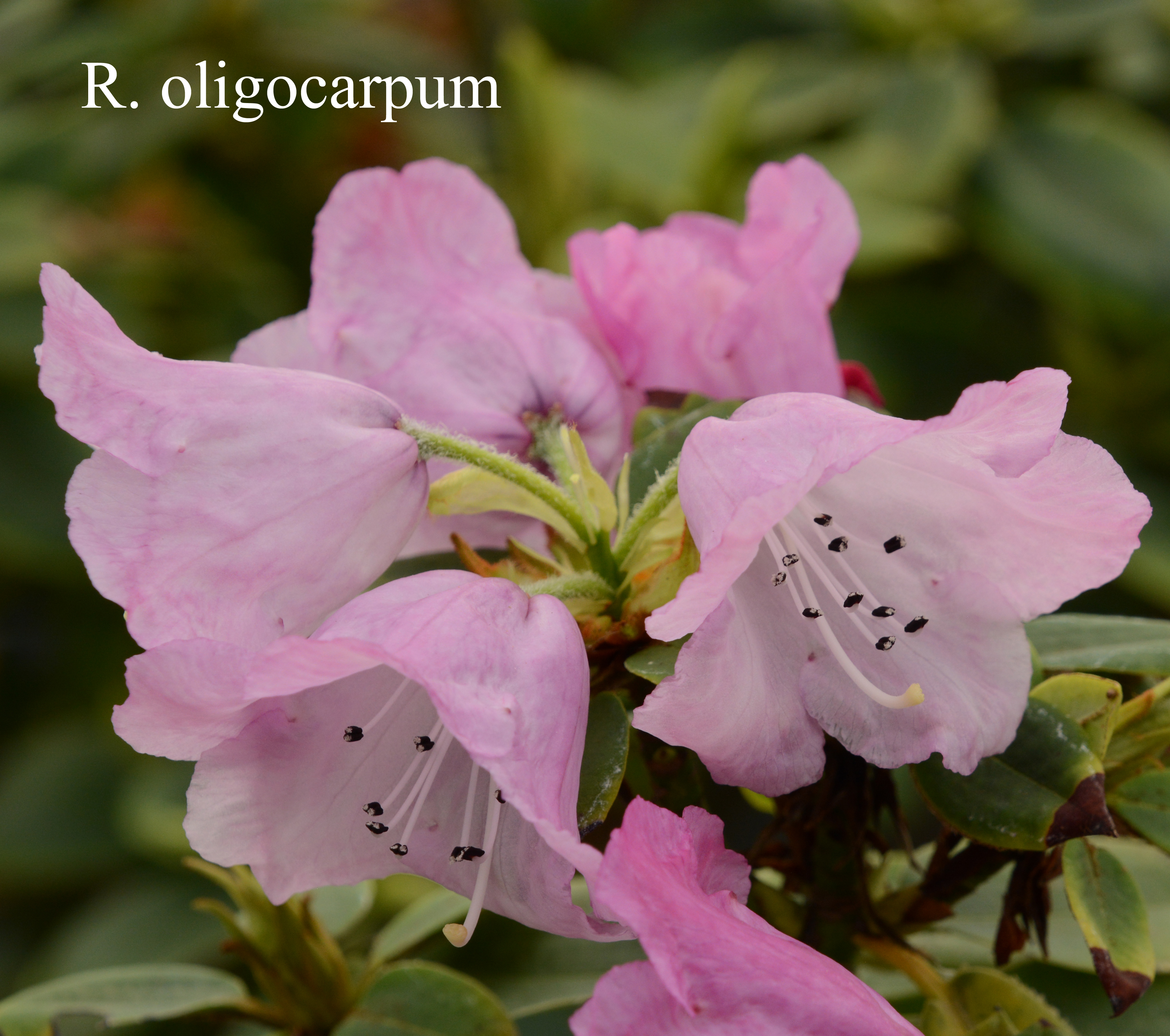 Rhododendron oligocarpum photo