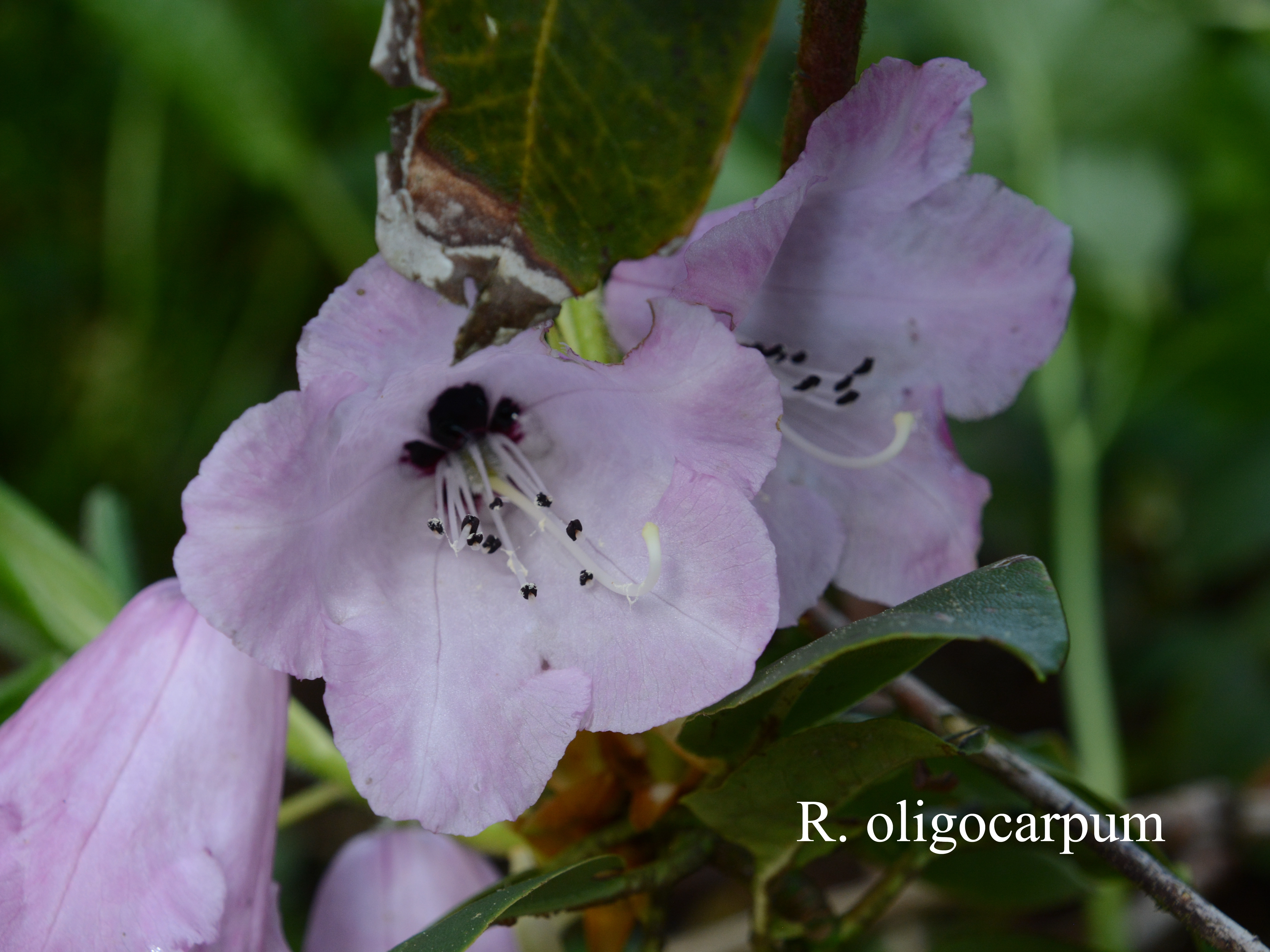 Rhododendron oligocarpum photo