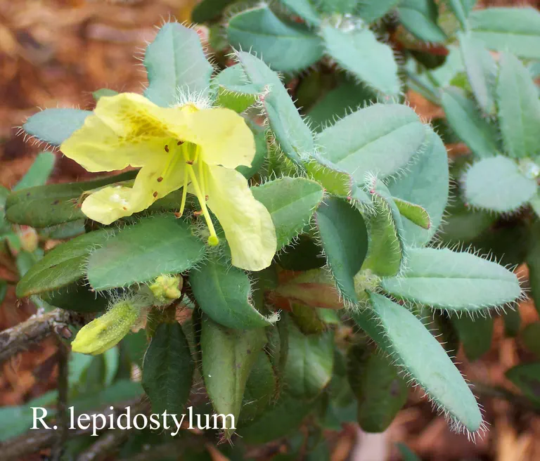 Photo of R. lepidostylum, Species
