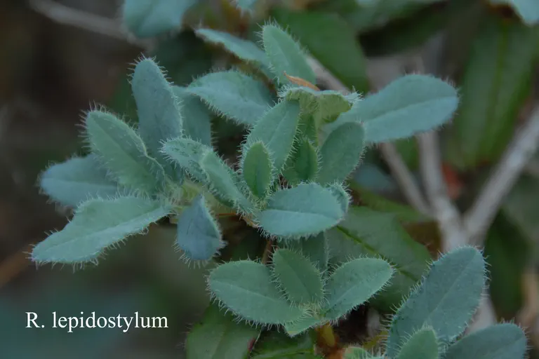Photo of R. lepidostylum, Species