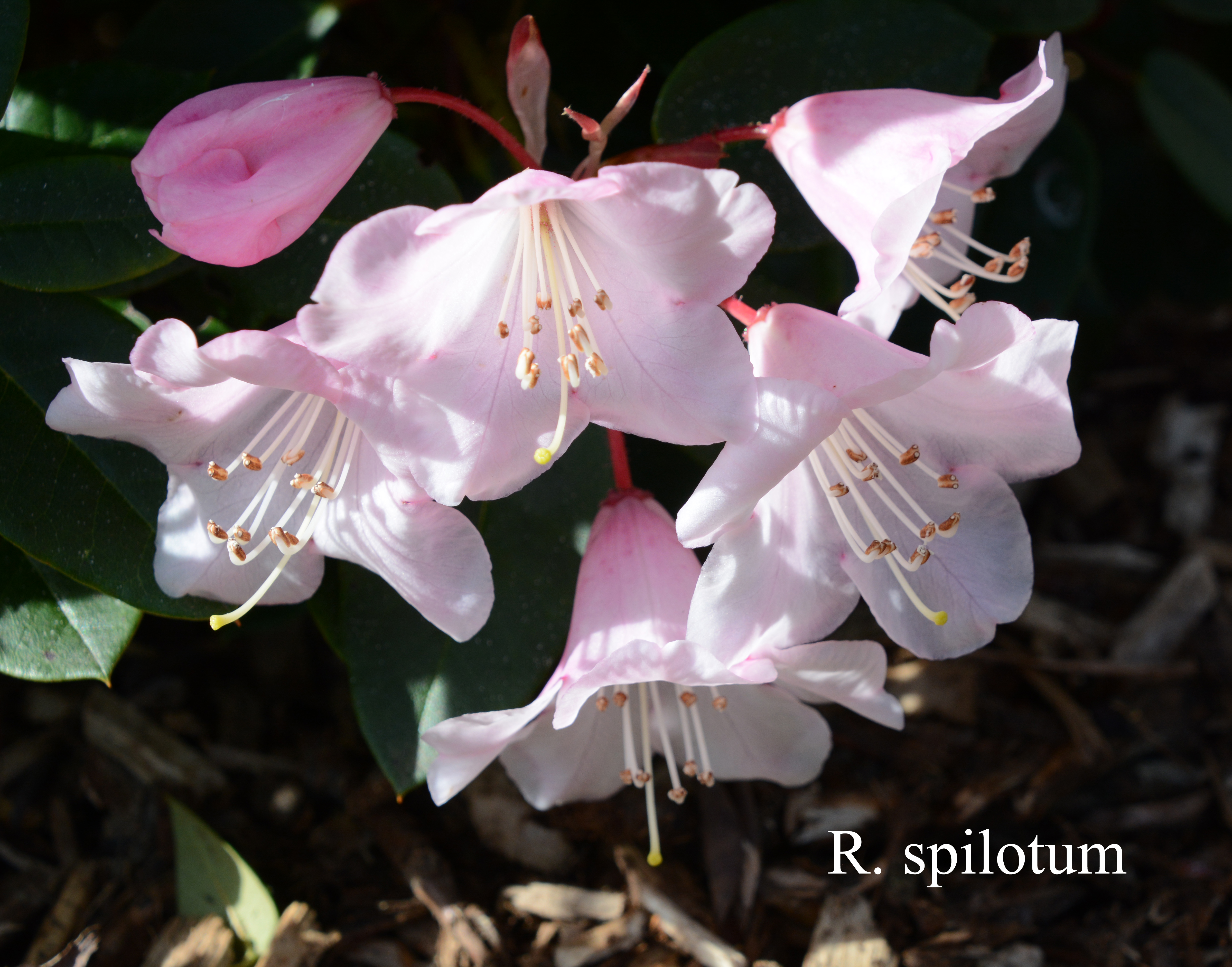 Rhododendron spilotum photo