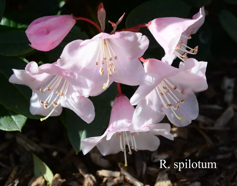 Photo of R. spilotum, Species