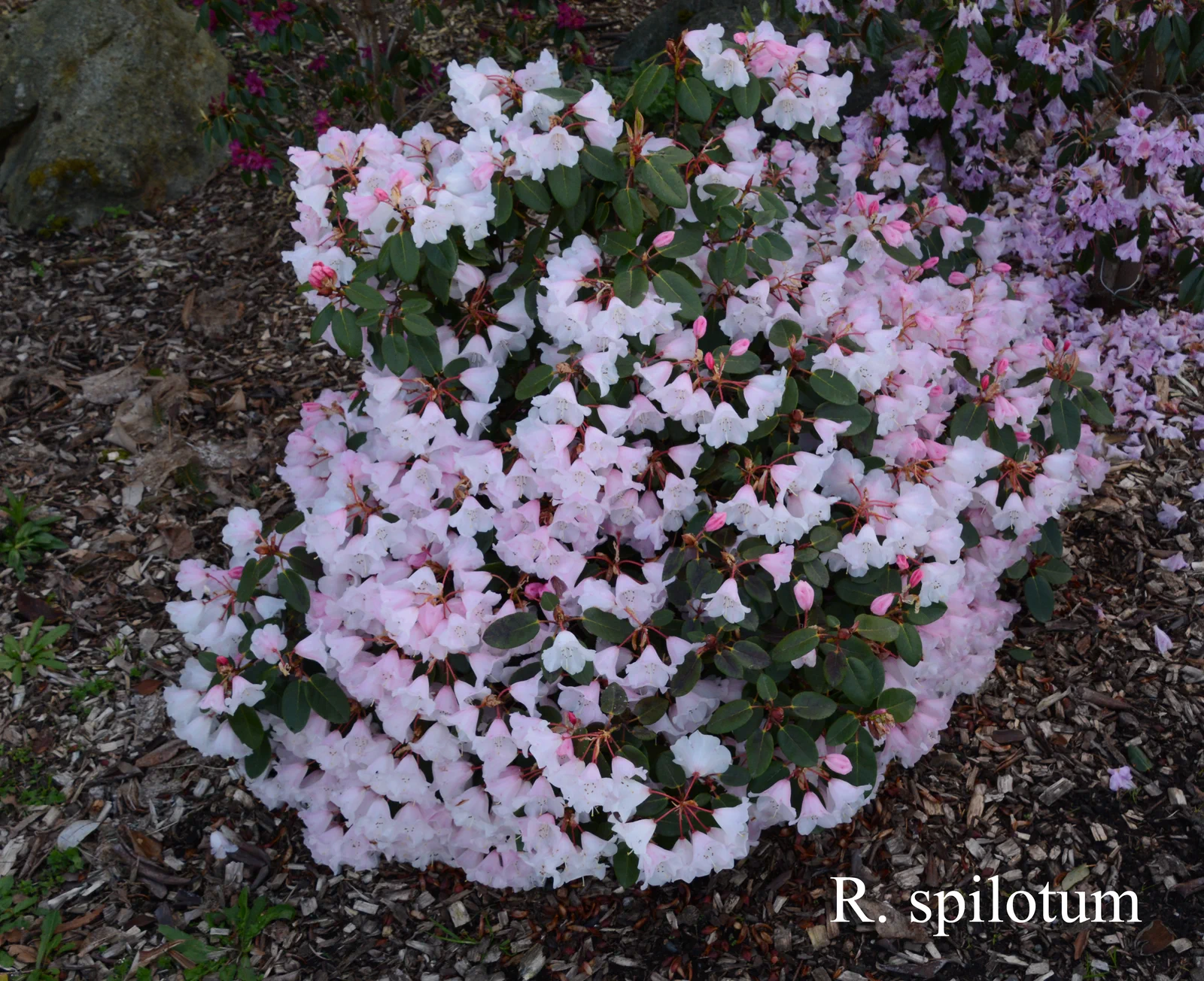 R. spilotum photo of R. spilotum. Clark. Location: Fearing's Farm Nursery, Abbotsford, BC, Canada. Photo by: Harold Fearing
