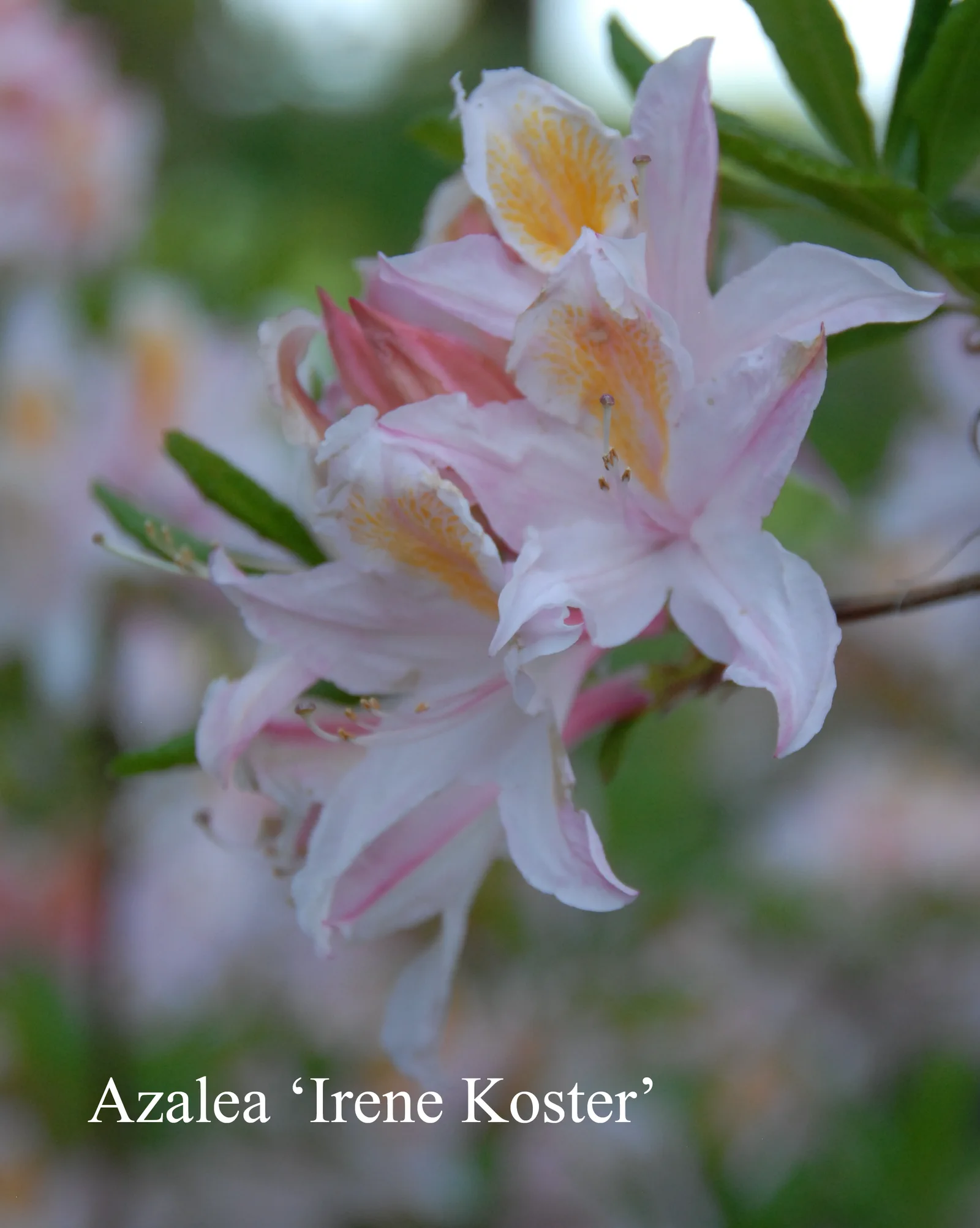 R. 'Irene Koster' photo of R. 'Irene Koster'. Location: Fearing's Farm Nursery, Abbotsford, BC, Canada. Photo by: Harold Fearing