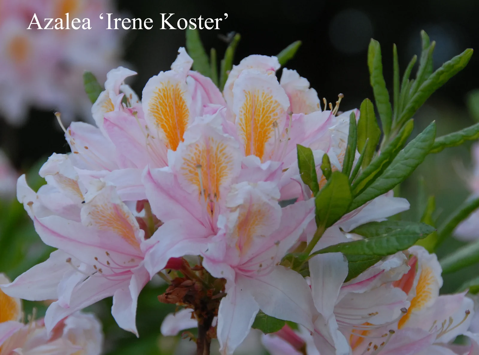 R. 'Irene Koster' photo of R. 'Irene Koster'. Location: Fearing's Farm Nursery, Abbotsford, BC, Canada. Photo by: Harold Fearing
