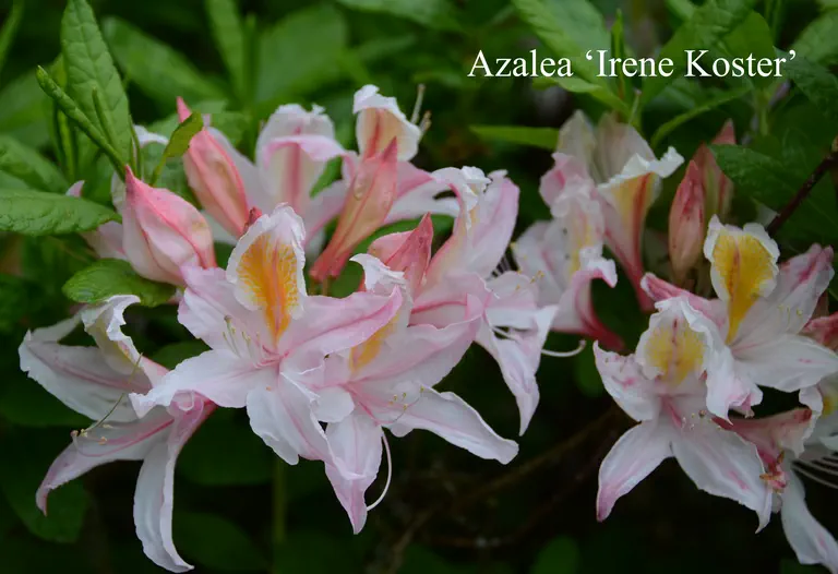 Photo of R. 'Irene Koster', Deciduous Azalea Hybrid