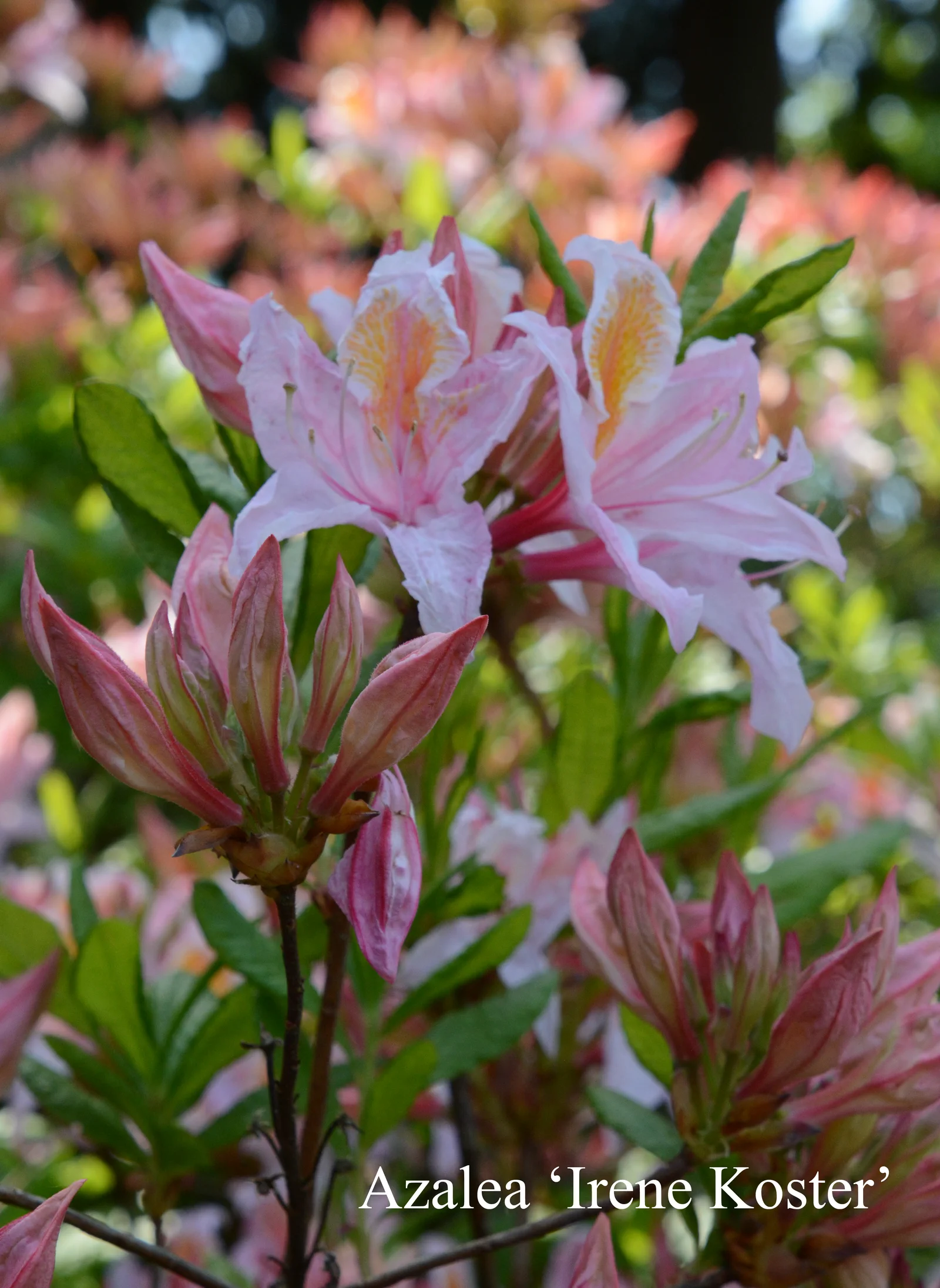 R. 'Irene Koster' photo of R. 'Irene Koster'. Location: Fearing's Farm Nursery, Abbotsford, BC, Canada. Photo by: Harold Fearing