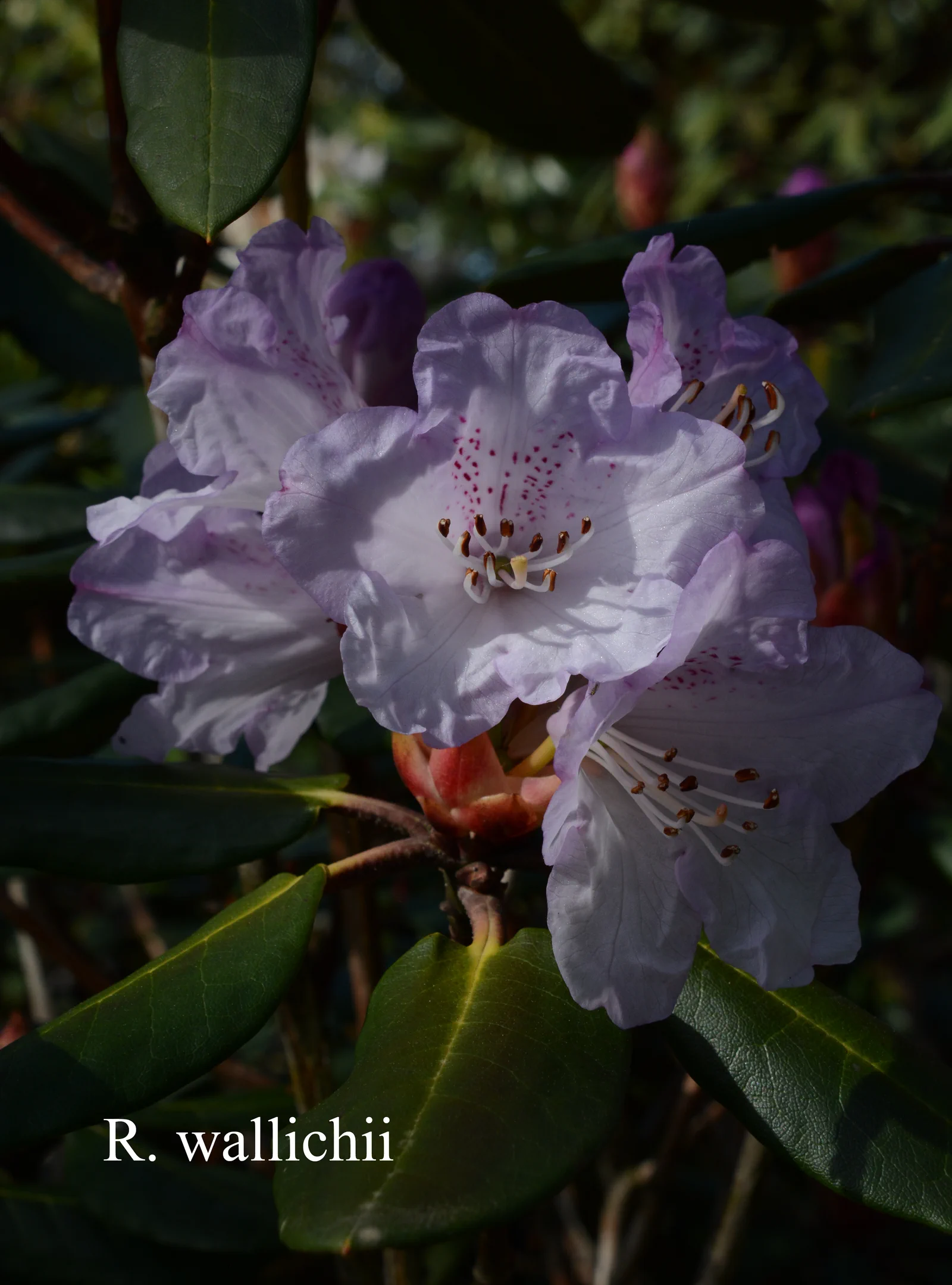 R. wallichii photo of R. wallichii. Location: Fearing's Farm Nursery, Abbotsford, BC, Canada. Photo by: Harold Fearing