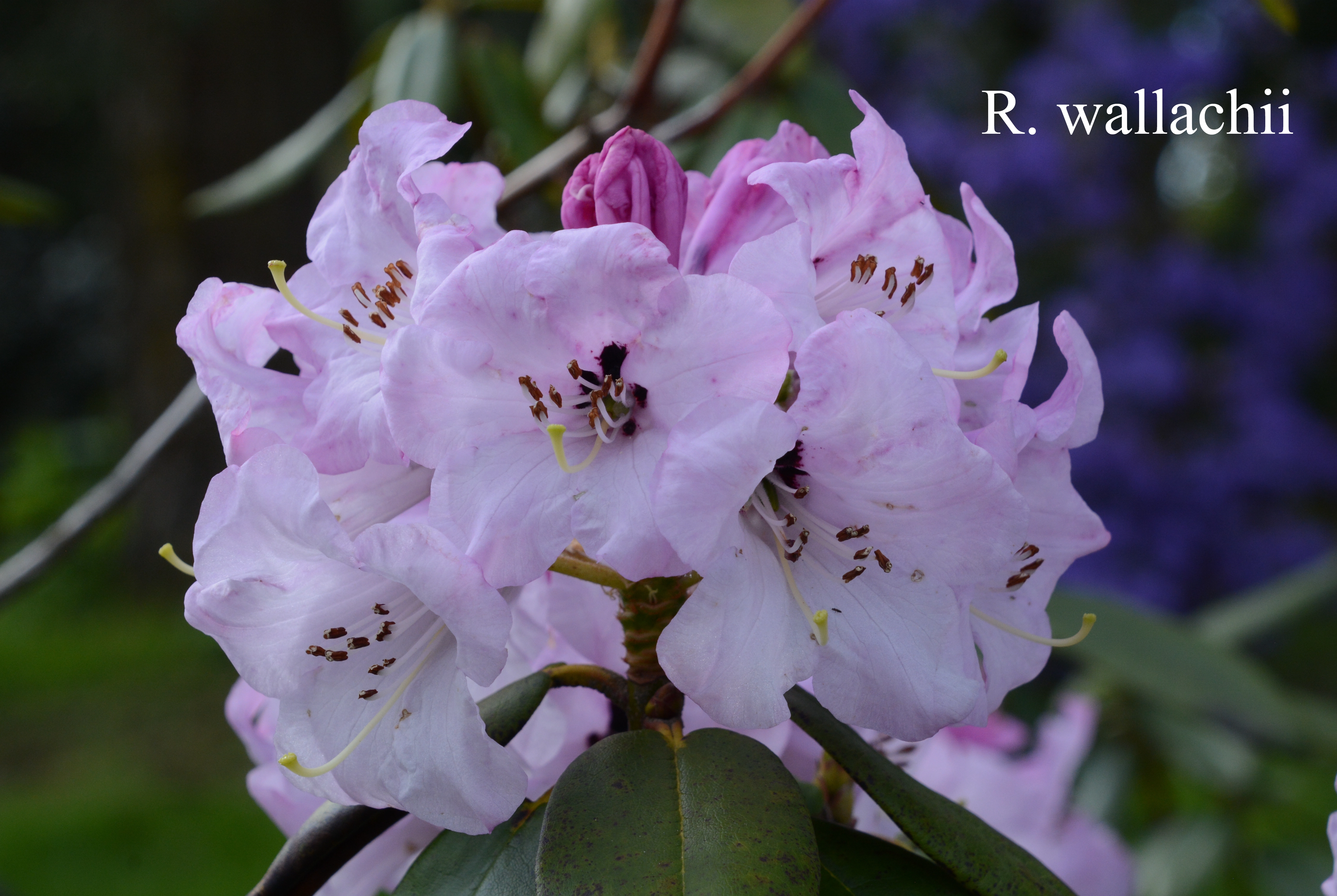 Rhododendron wallichii photo