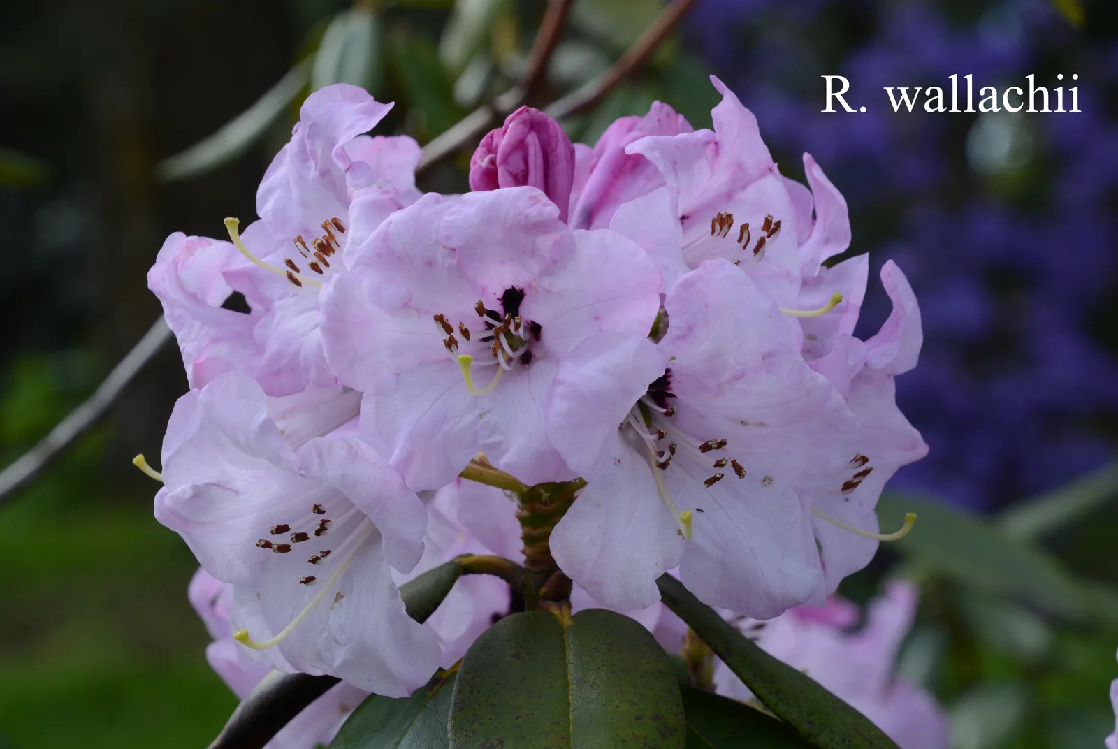 R. wallichii photo of R. wallichii. ARS-04-648. Location: Fearing's Farm Nursery, Abbotsford, BC, Canada. Photo by: Harold Fearing