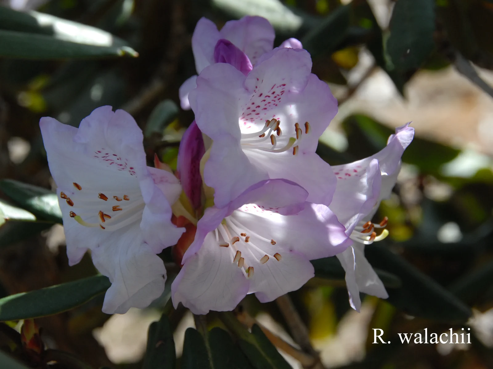R. wallichii photo of R. wallichii. Location: Fearing's Farm Nursery, Abbotsford, BC, Canada. Photo by: Harold Fearing