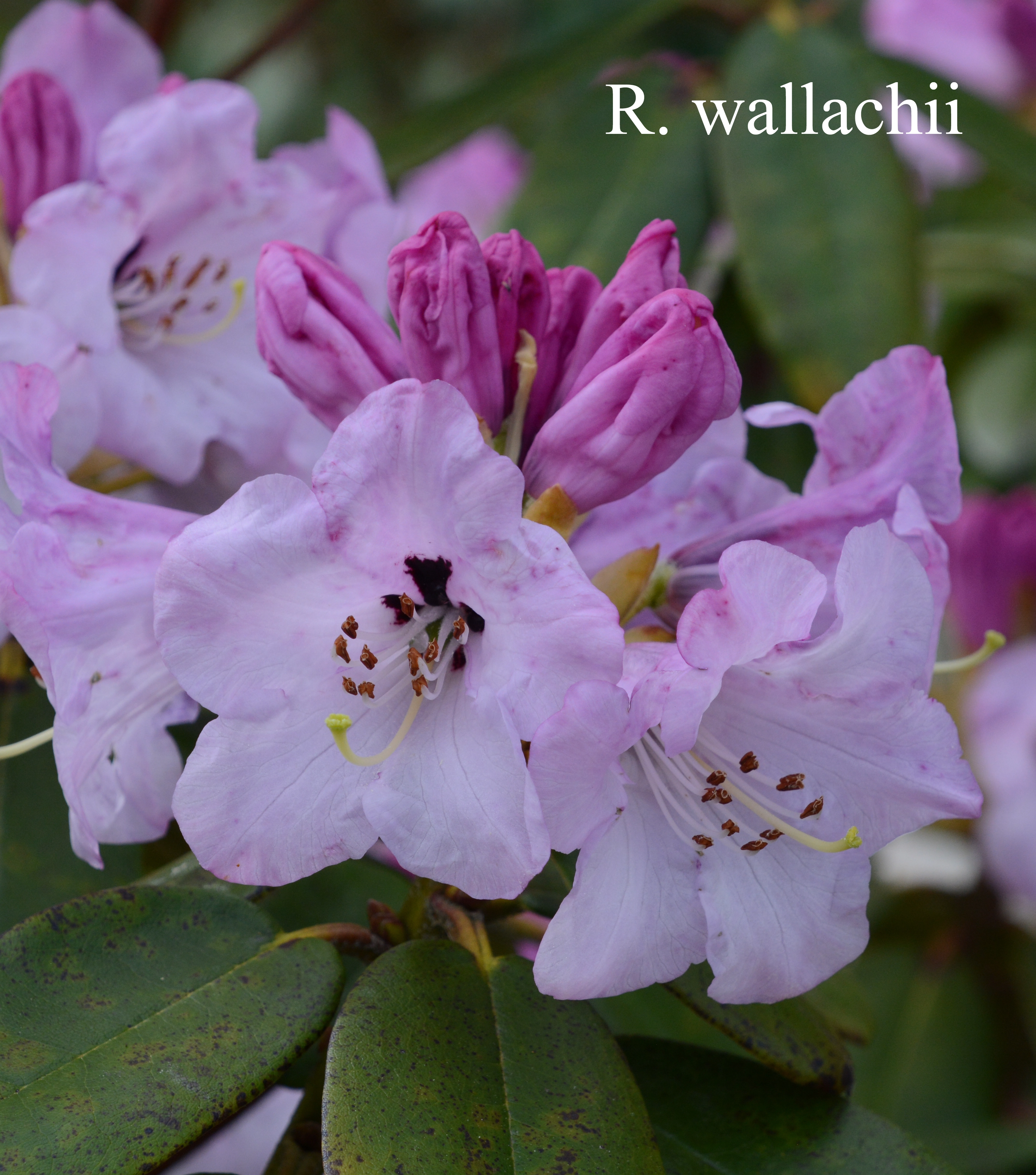 Rhododendron wallichii photo