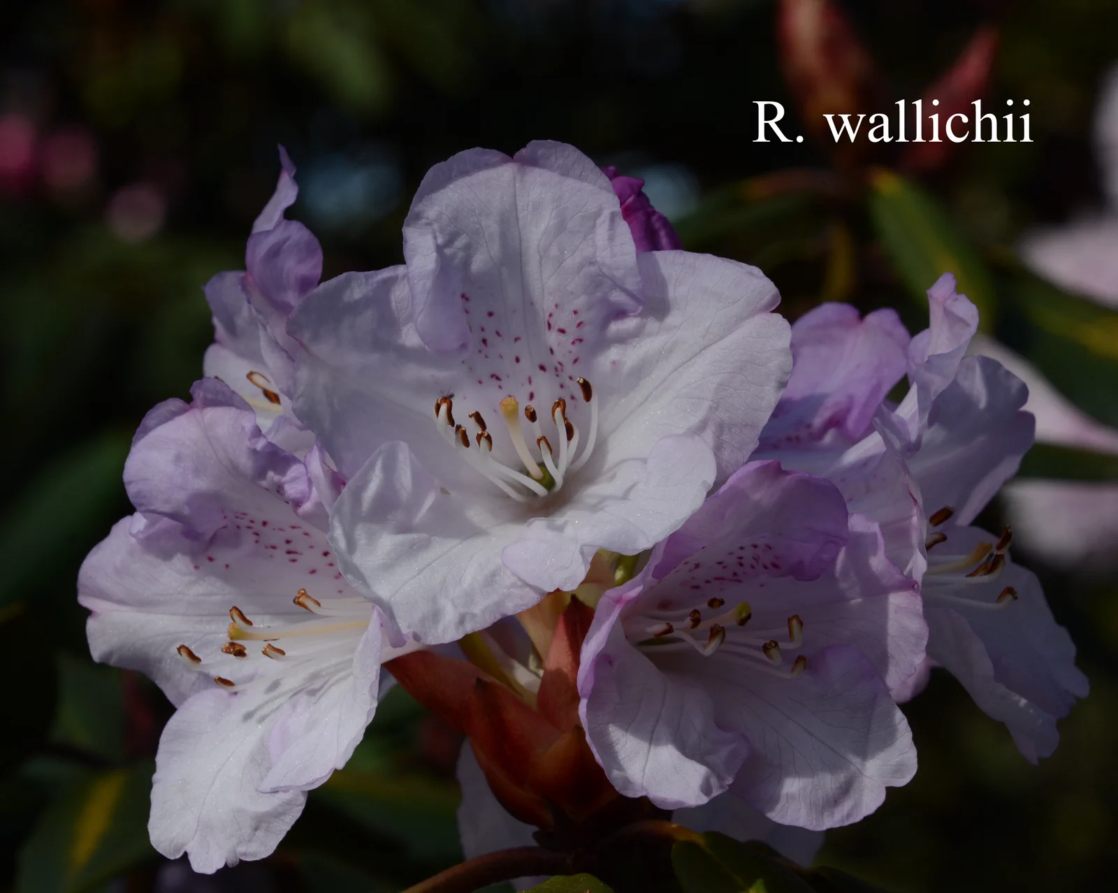 R. wallichii photo of R. wallichii. Location: Fearing's Farm Nursery, Abbotsford, BC, Canada. Photo by: Harold Fearing