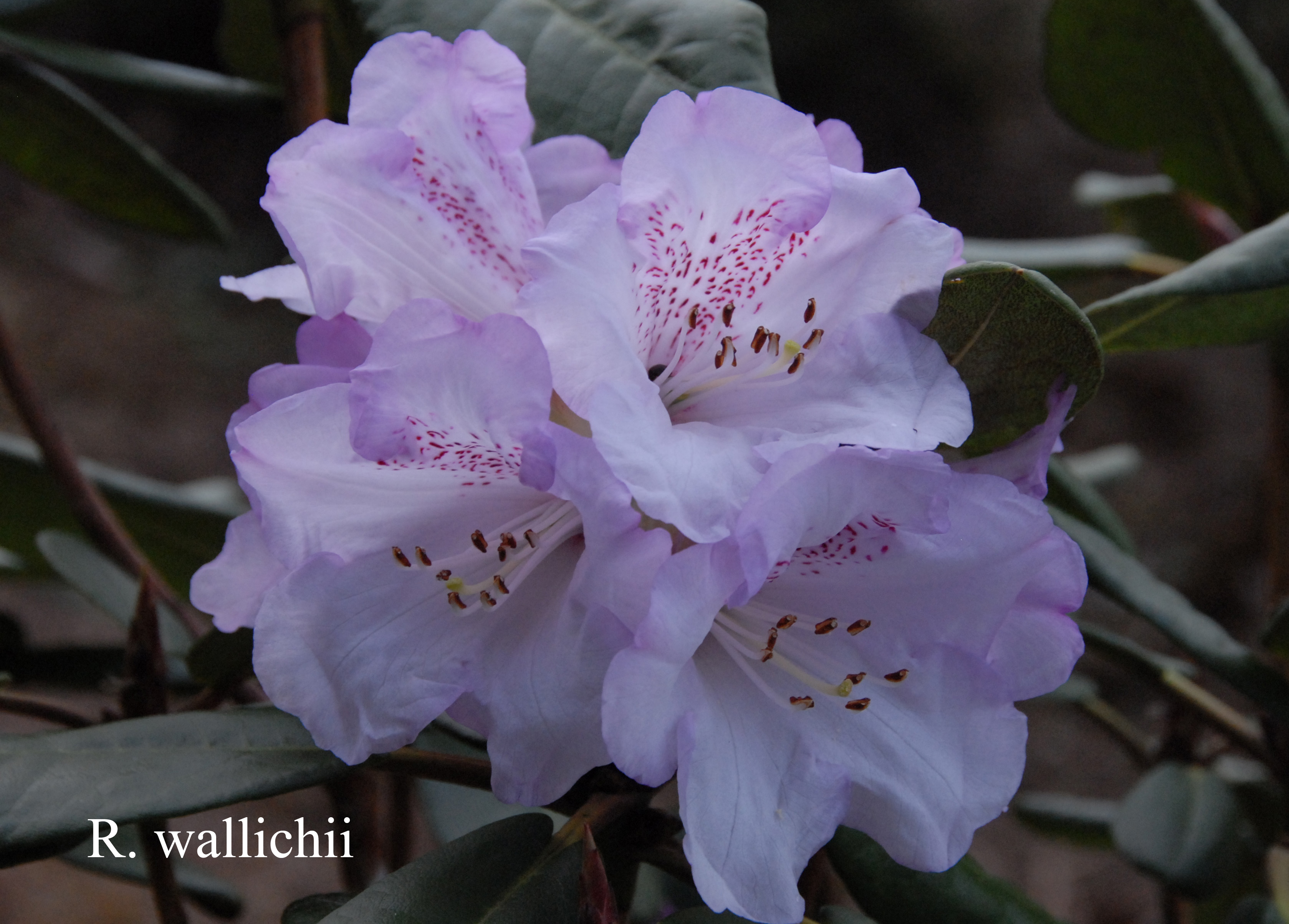 Rhododendron wallichii photo