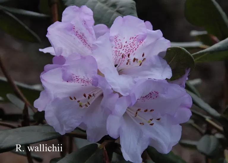 Photo of R. wallichii, Species