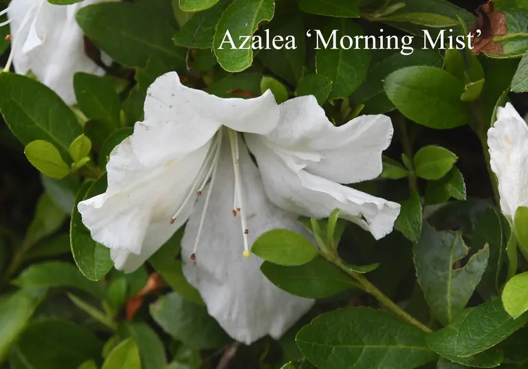 Photo of R. 'Morning Mist Group', Evergreen Azalea Hybrid