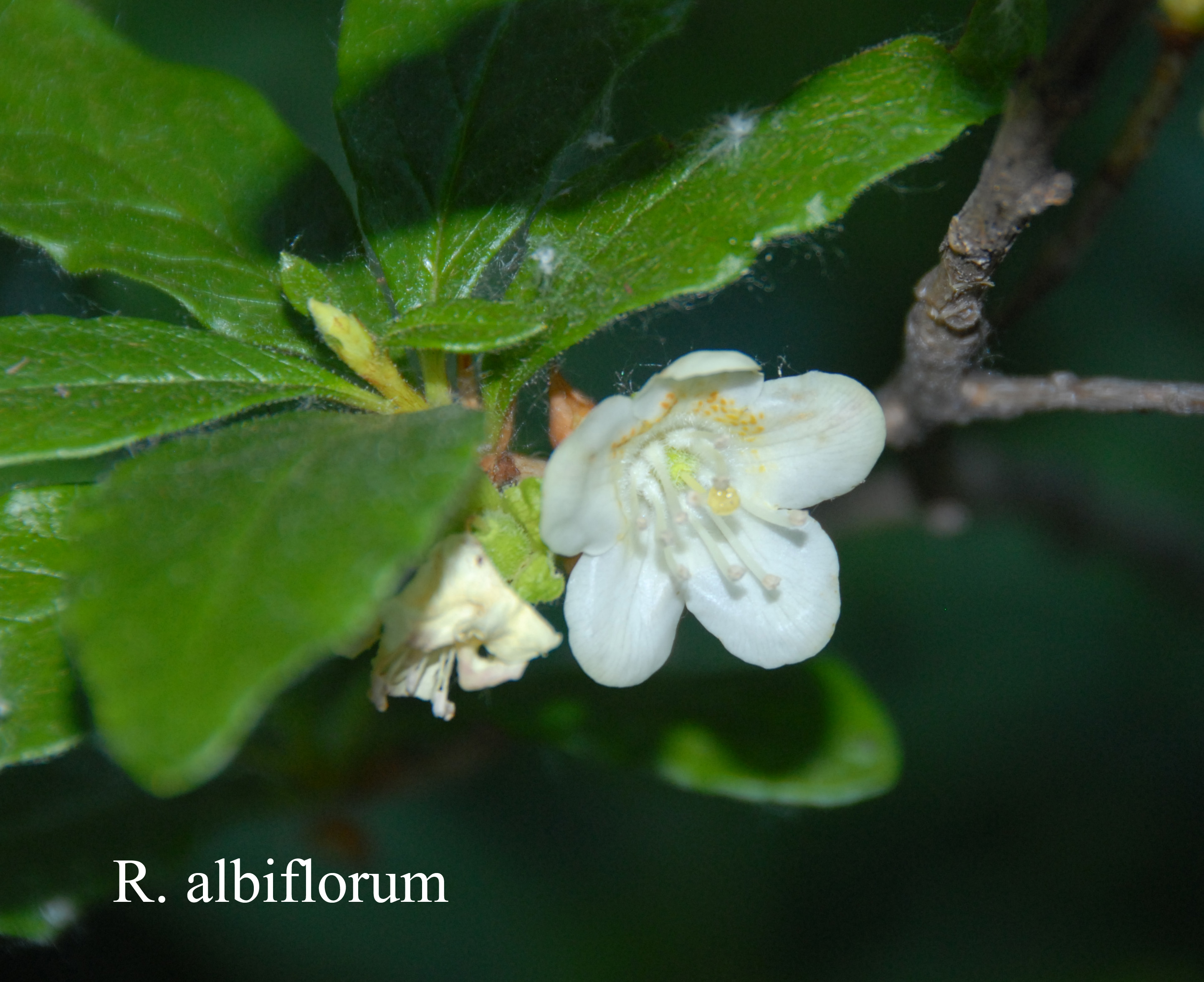 Rhododendron albiflorum photo