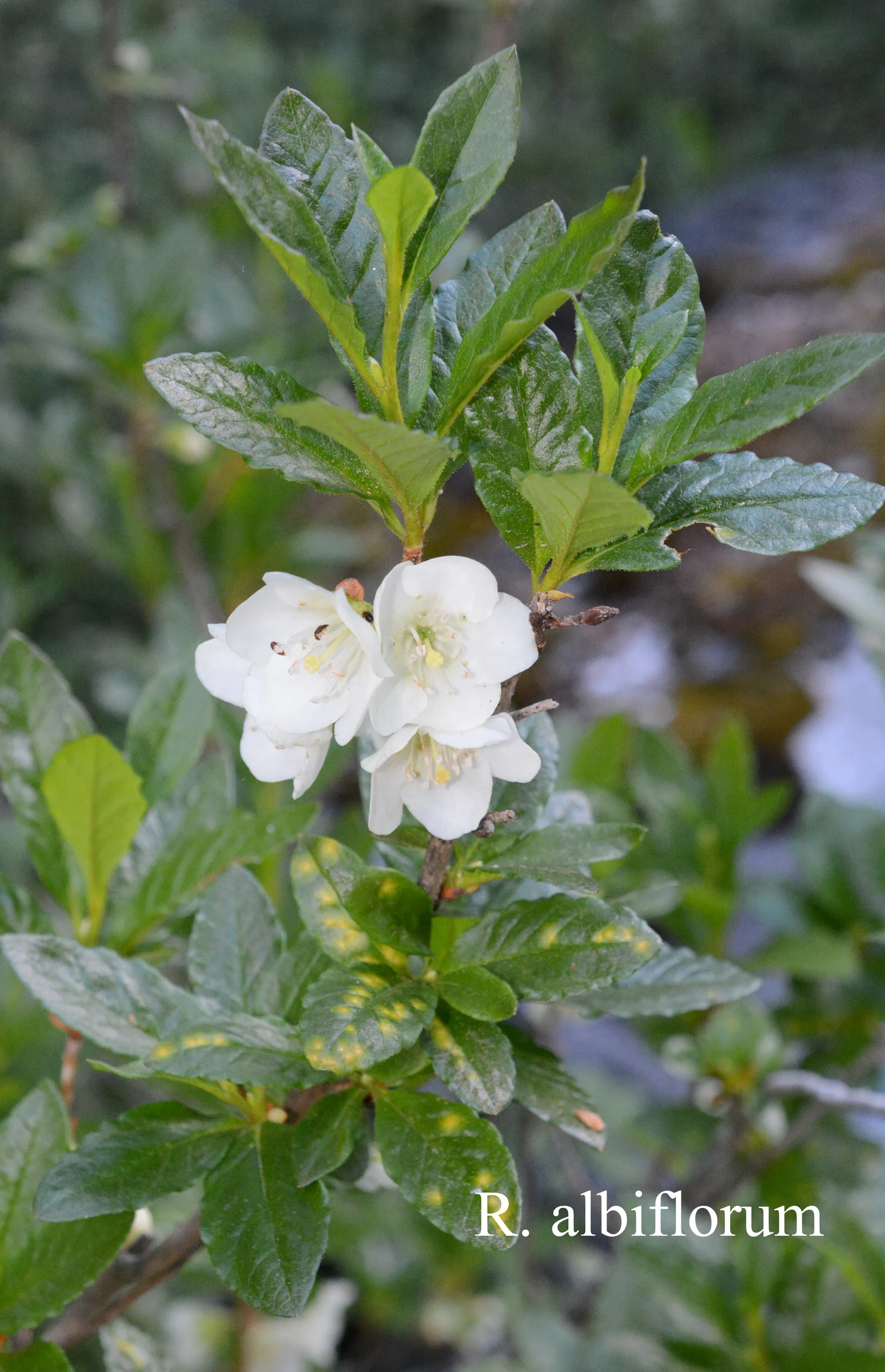 R. albiflorum photo of R. albiflorum. Location: Fearing's Farm Nursery, Abbotsford, BC, Canada. Photo by: Harold Fearing