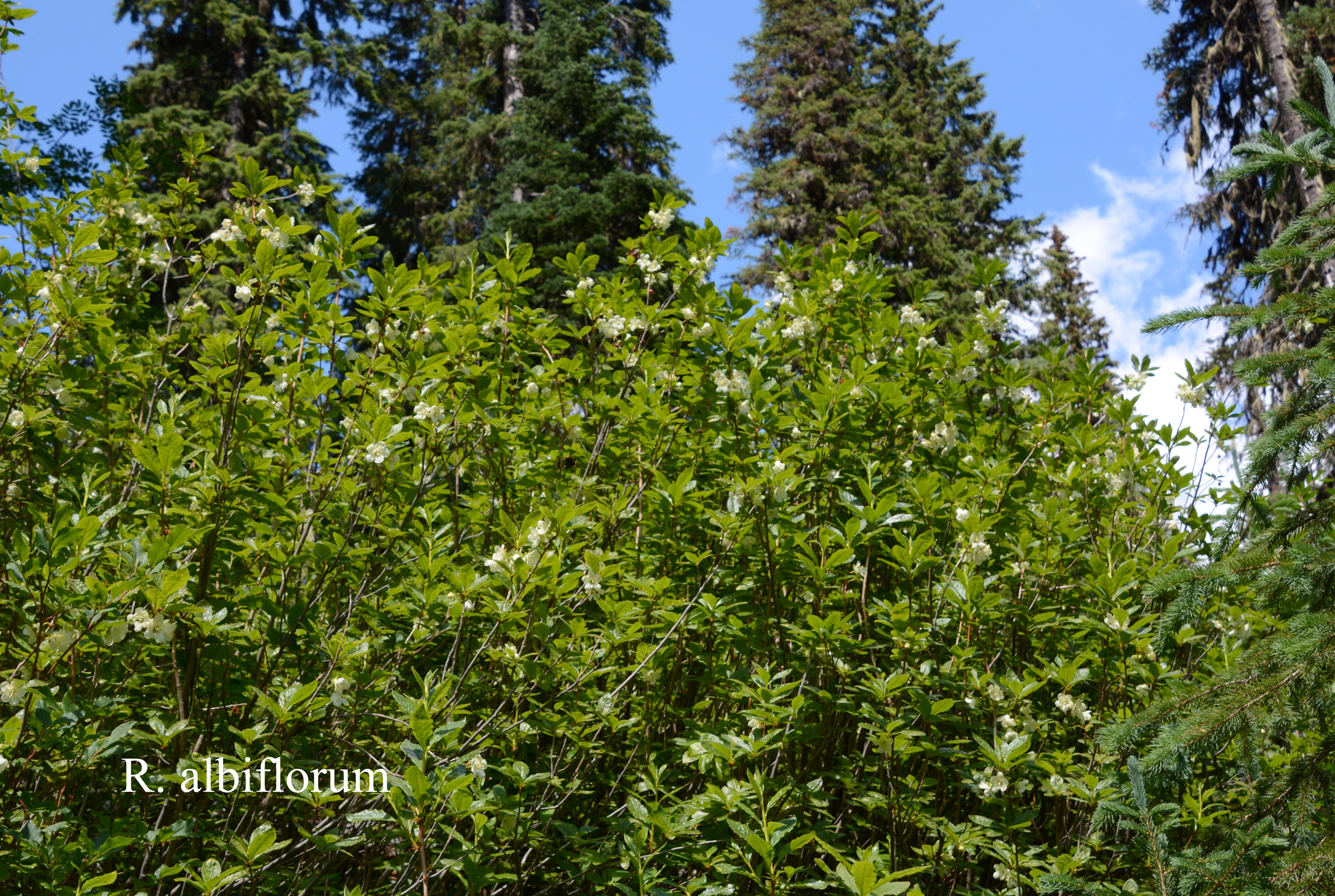Rhododendron albiflorum photo