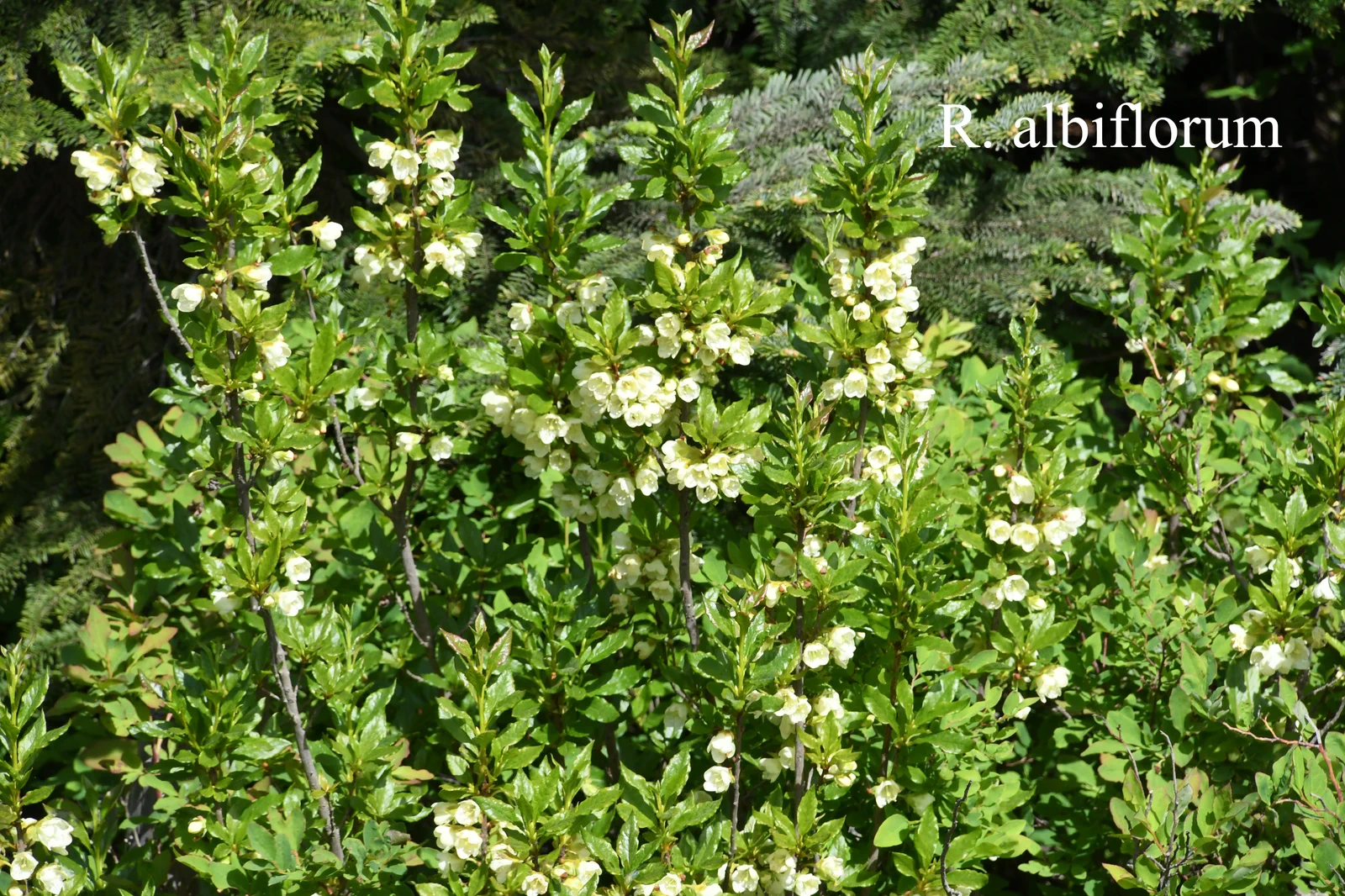 R. albiflorum photo of R. albiflorum. N 49 44.361; W 125 15.303 @ 899m. Location: Fearing's Farm Nursery, Abbotsford, BC, Canada. Photo by: Harold Fearing