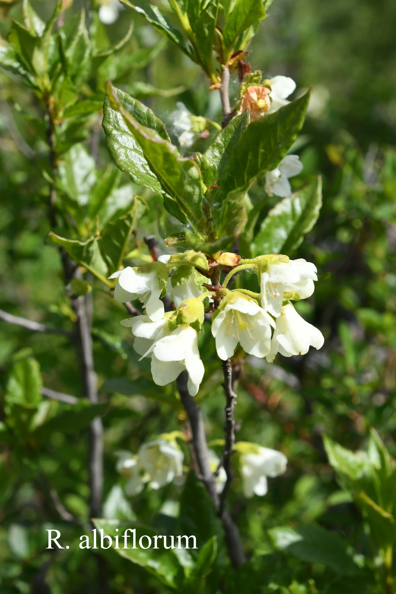 R. albiflorum photo of R. albiflorum. N 49 44.361; W 125 15.303 @ 899m. Location: Fearing's Farm Nursery, Abbotsford, BC, Canada. Photo by: Harold Fearing