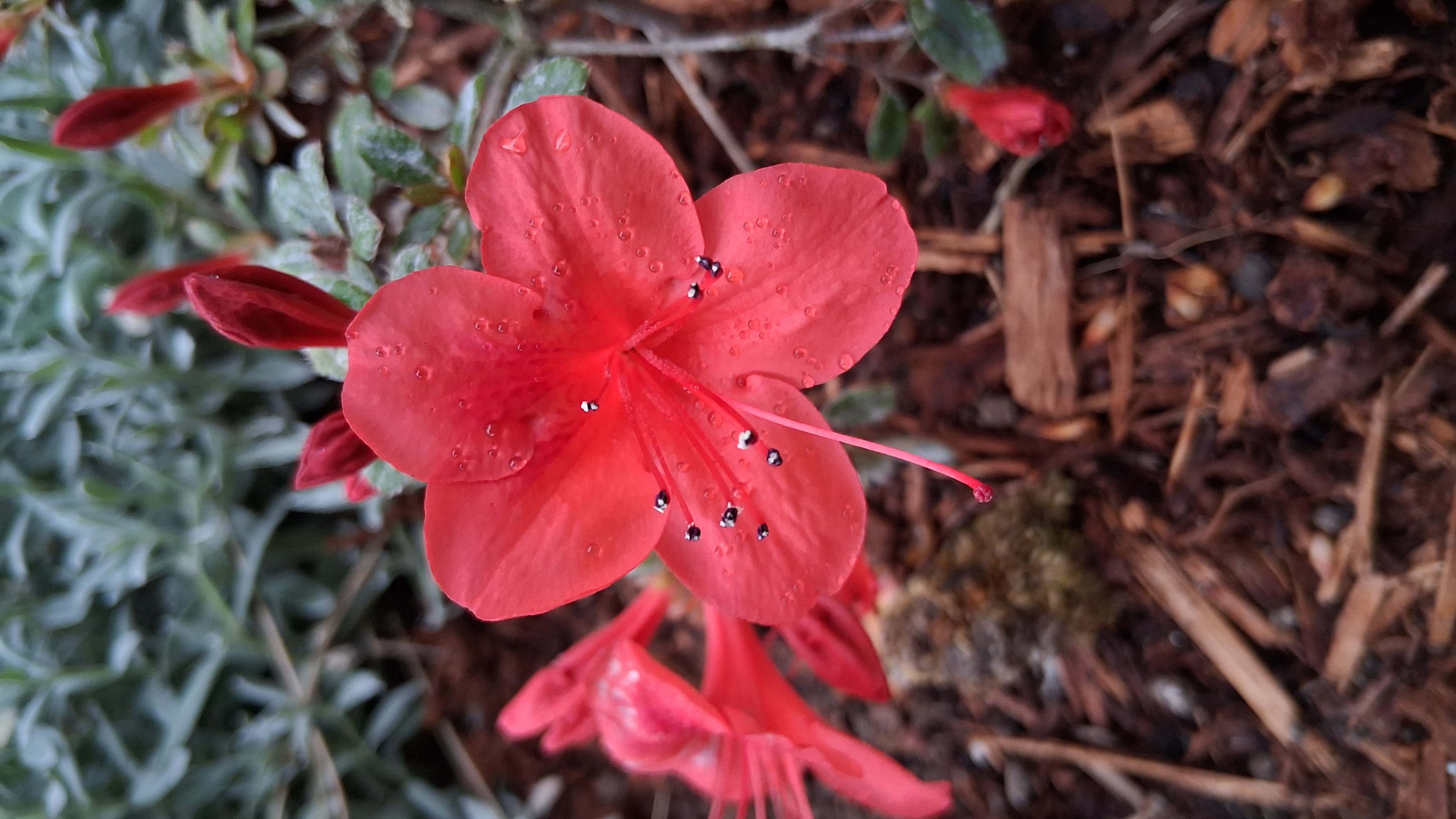 Rhododendron nakaharae photo