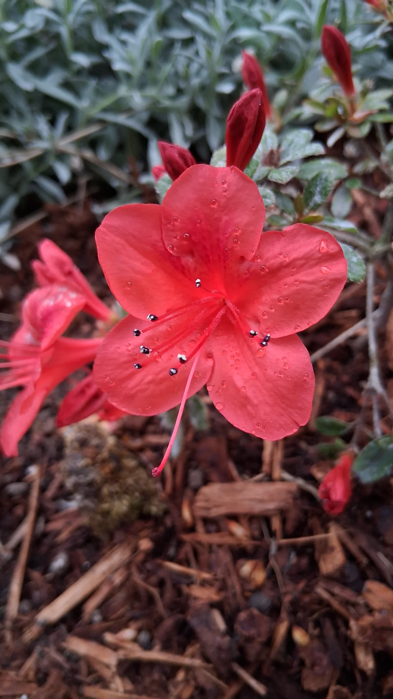 R. nakaharae photo of R. nakaharae. R. nakaharai 'Mt Seven Star' RSBG flower closeup.. Location: Private Garden Seatac, WA, USA. Photo by: Thatrhodylady
