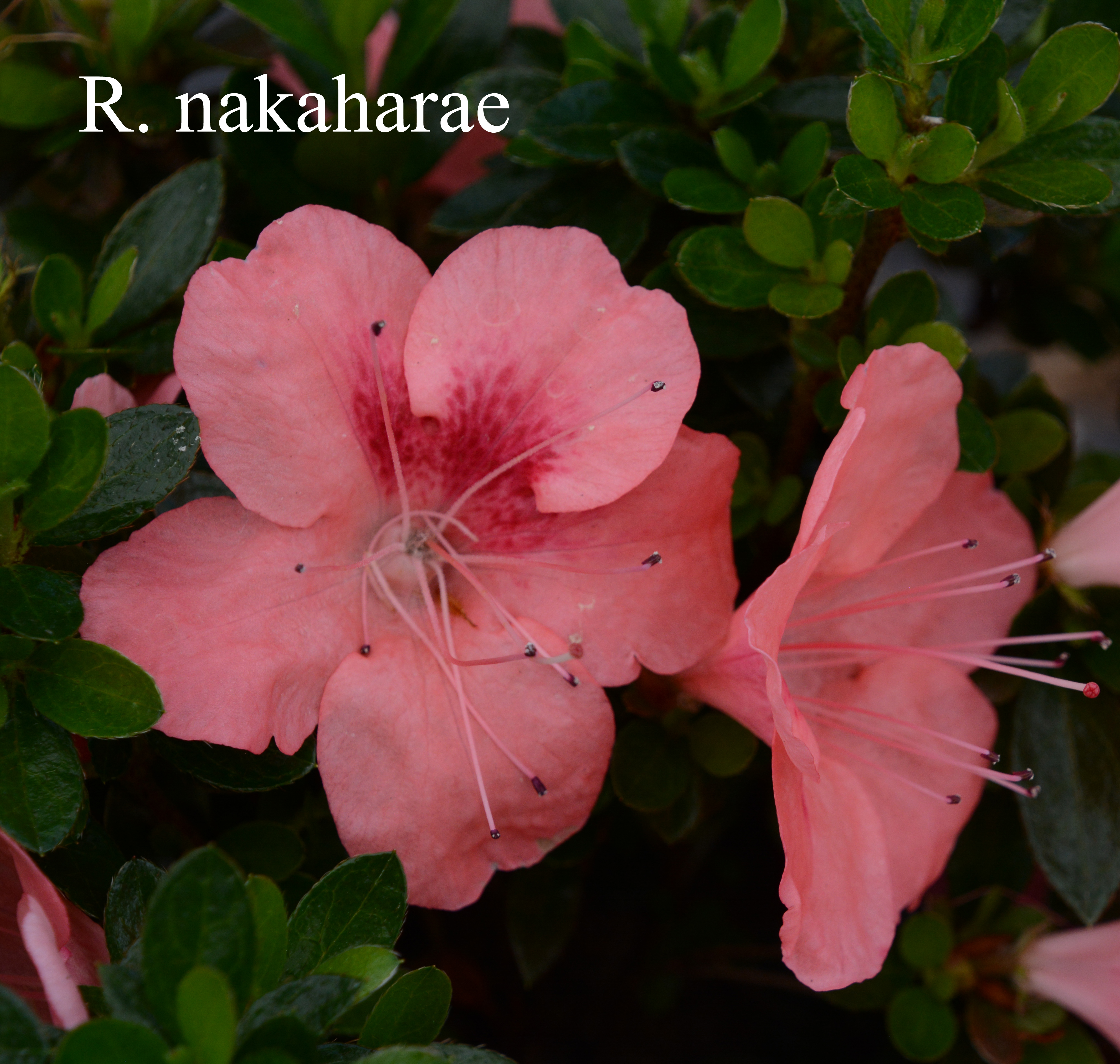 Rhododendron nakaharae photo