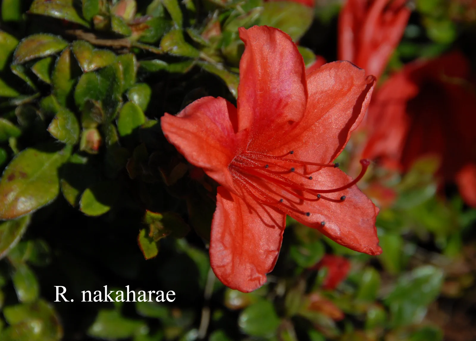 R. nakaharae photo of R. nakaharae. Location: Fearing's Farm Nursery, Abbotsford, BC, Canada. Photo by: Harold Fearing