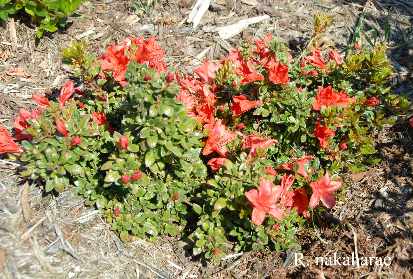 R. nakaharae photo of R. nakaharae. Location: Fearing's Farm Nursery, Abbotsford, BC, Canada. Photo by: Harold Fearing