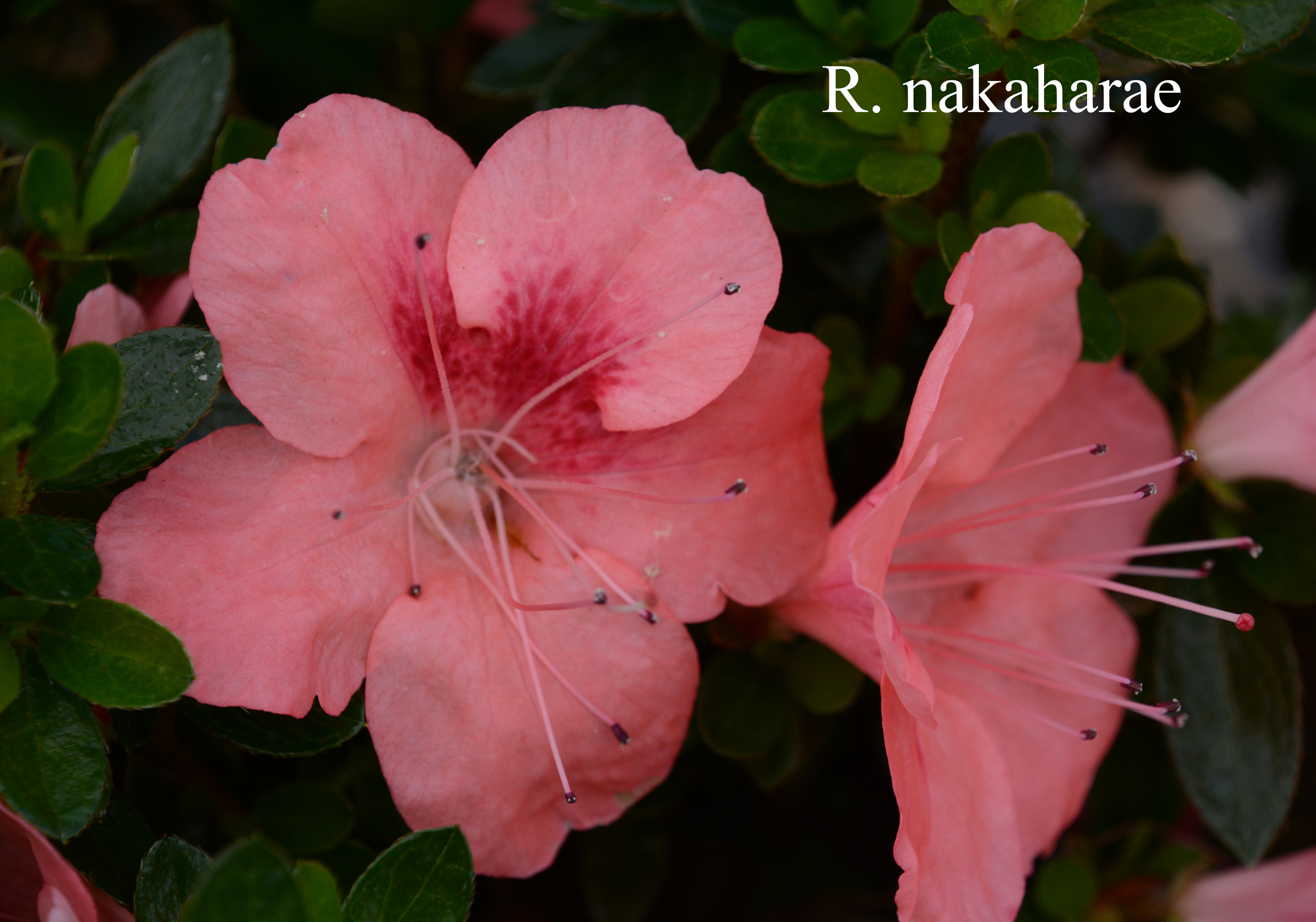 Rhododendron nakaharae photo